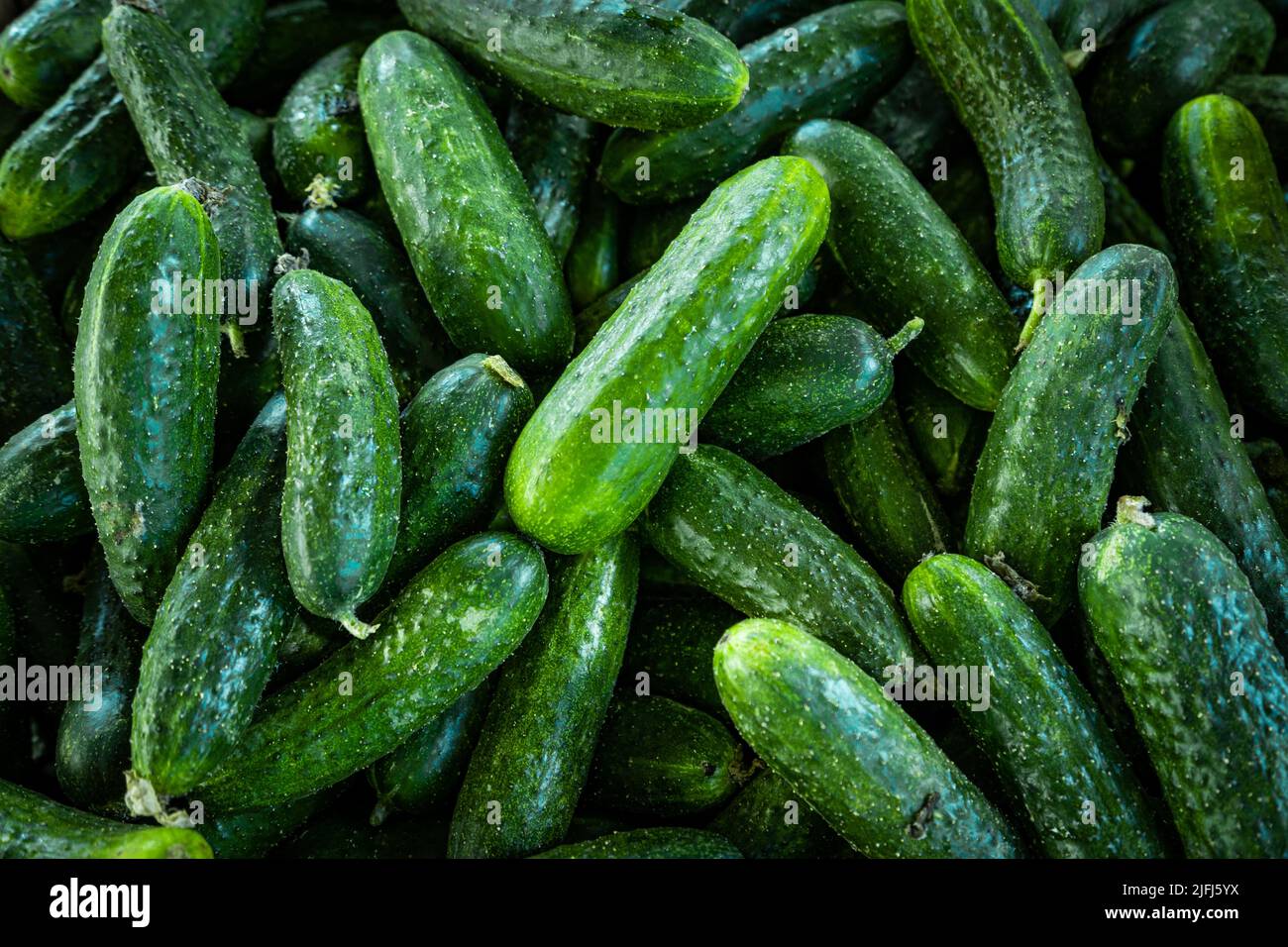 Pile of cucumbers. Cucumbers from the field Stock Photo