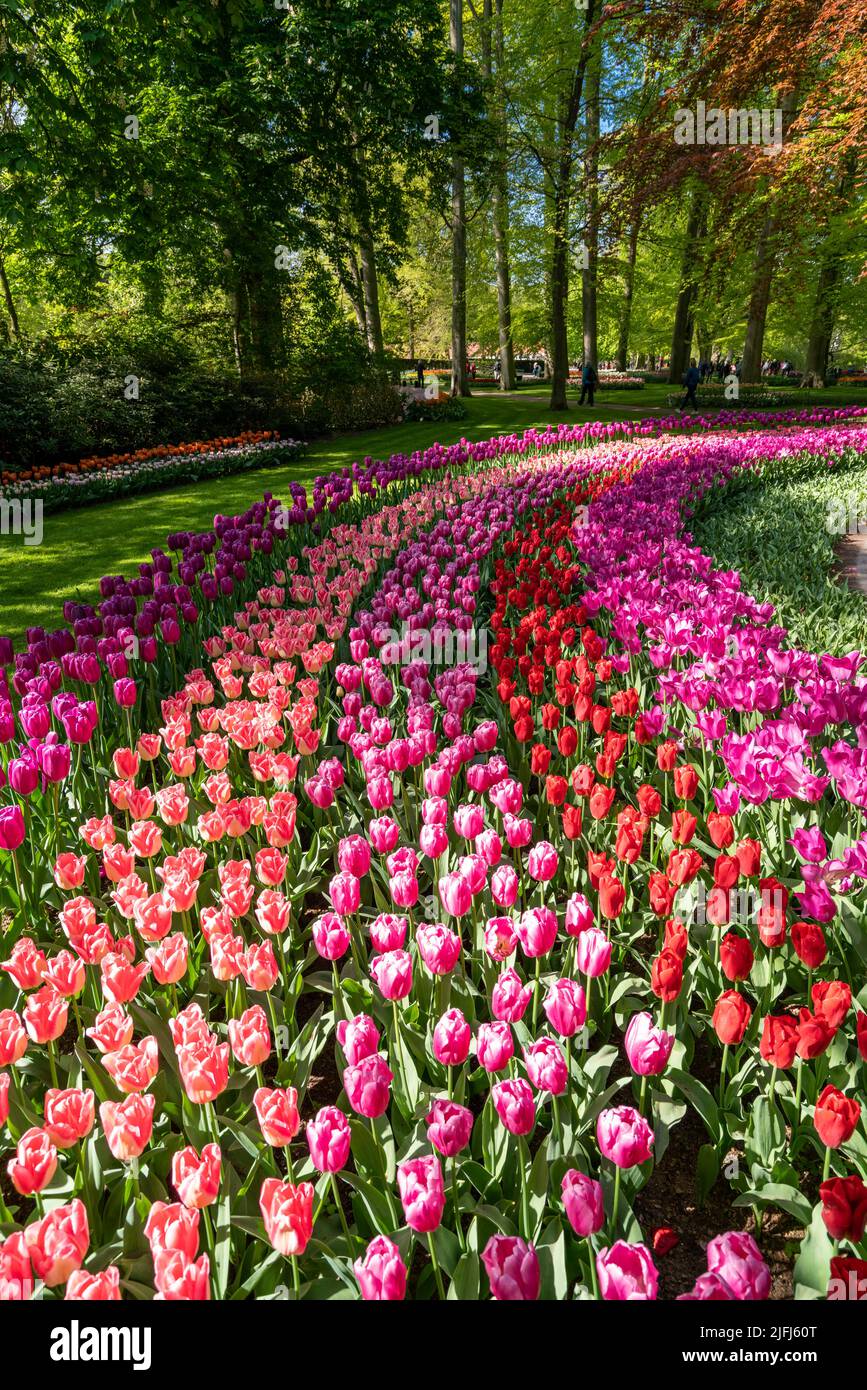 tulip flowers on flowerbed in city park Stock Photo