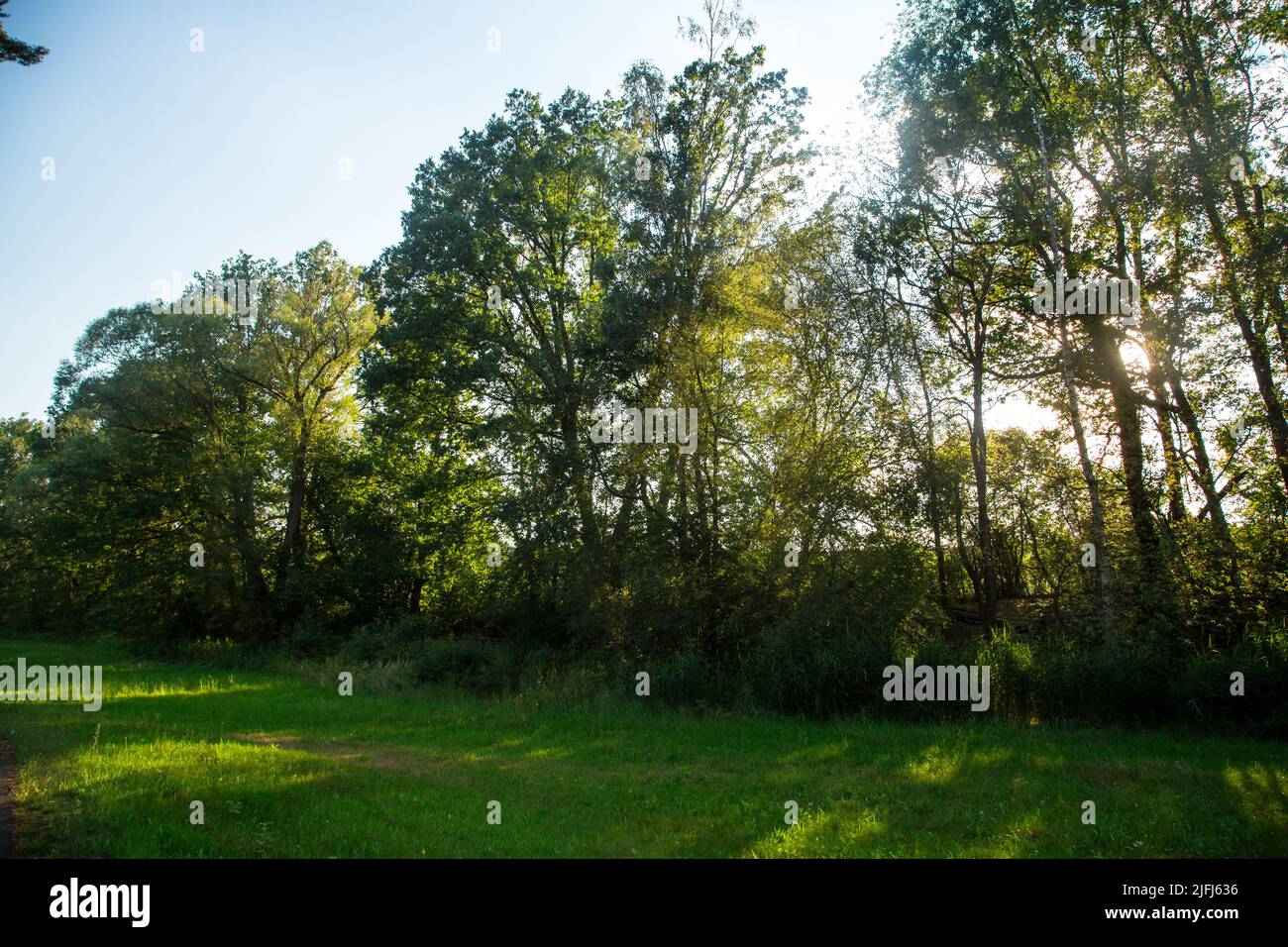 Forest in the evening sun, Oder-Neisse Cycle Route, Lausitz, Brandenburg, Germany Stock Photo