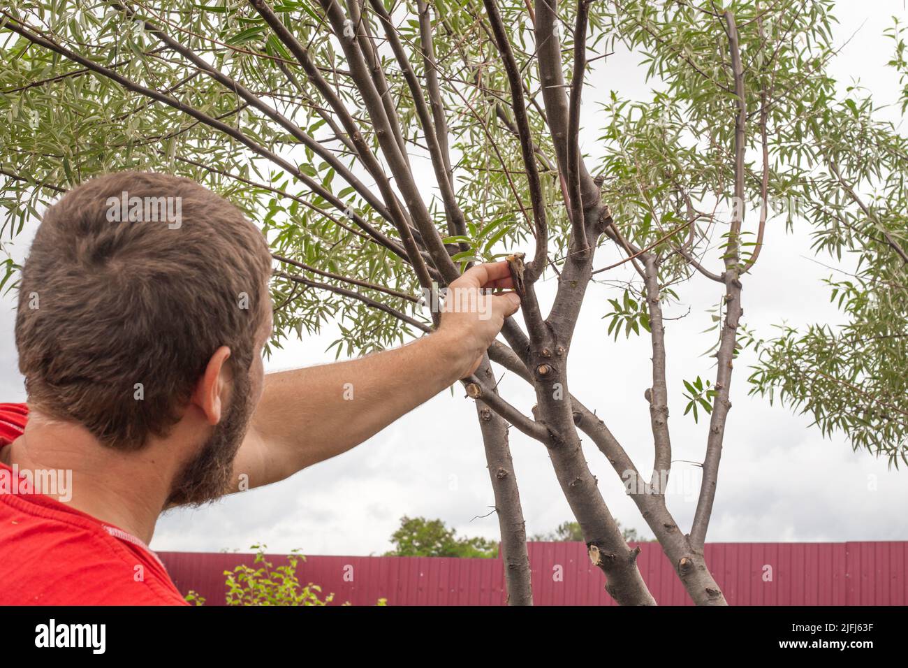 A gardener covers the cut of a fruit tree with orchard wax to prevent  disease Stock Photo - Alamy