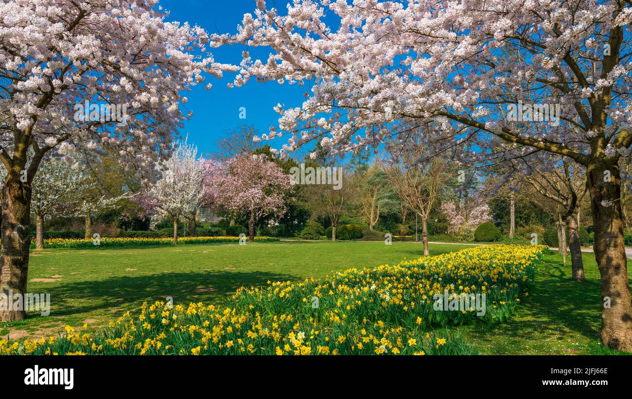 Cherry Blossom Garden scenery in spring. garden blossoming on sunny spring day Stock Photo