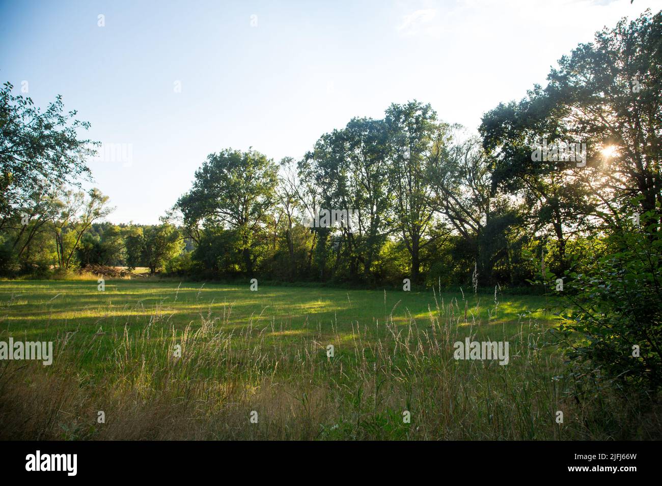 Forest in the evening sun, Oder-Neisse Cycle Route, Lausitz, Brandenburg, Germany Stock Photo