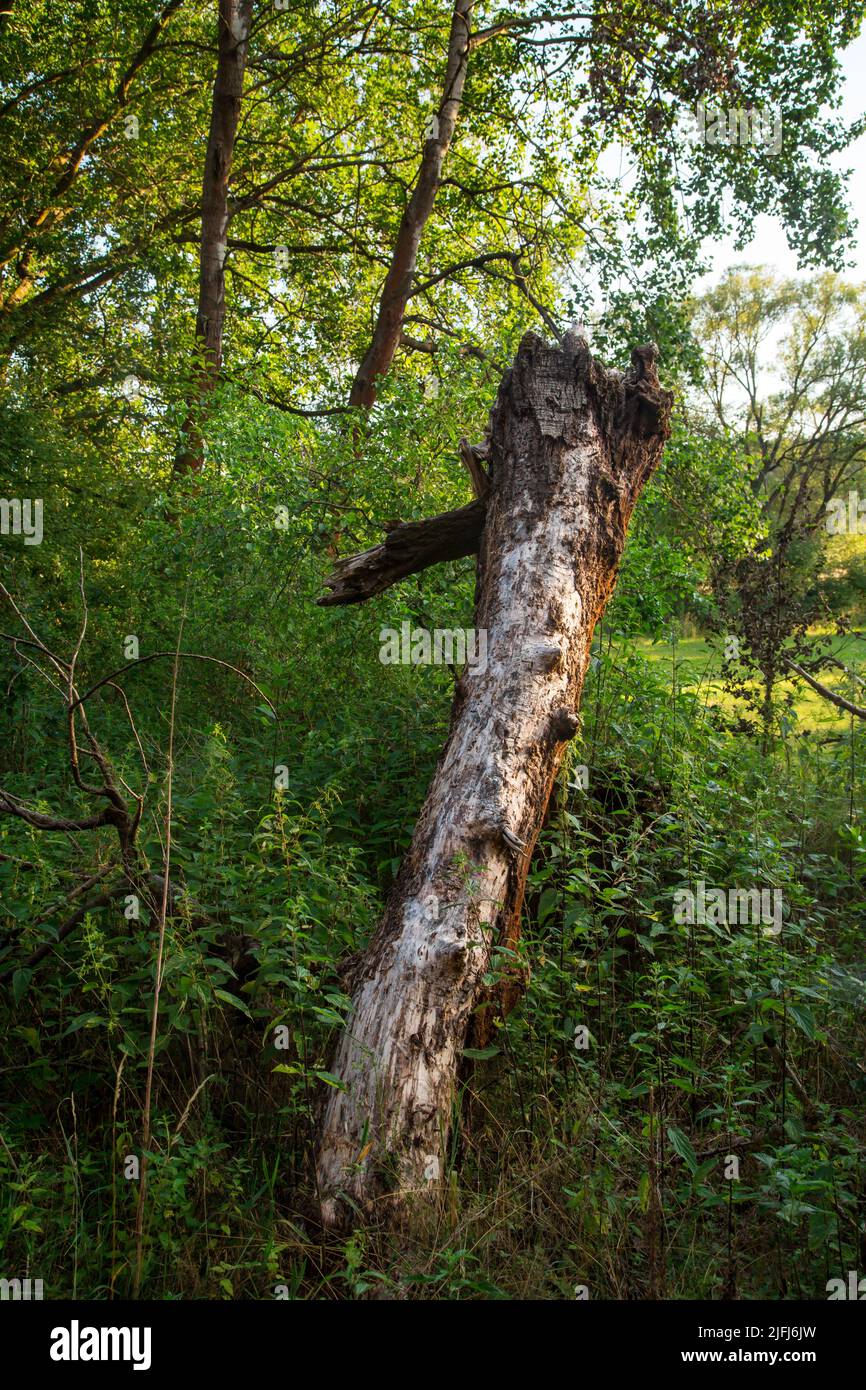 Dead wood, Oder-Neisse Cycle Route, Lausitz, Brandenburg, Germany Stock Photo