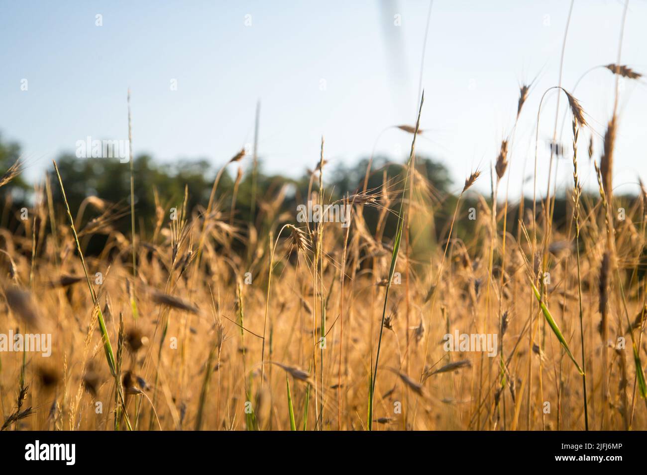 Corn field in the evening sun, Oder-Neisse Cycle Route, Lausitz, Brandenburg, Germany Stock Photo