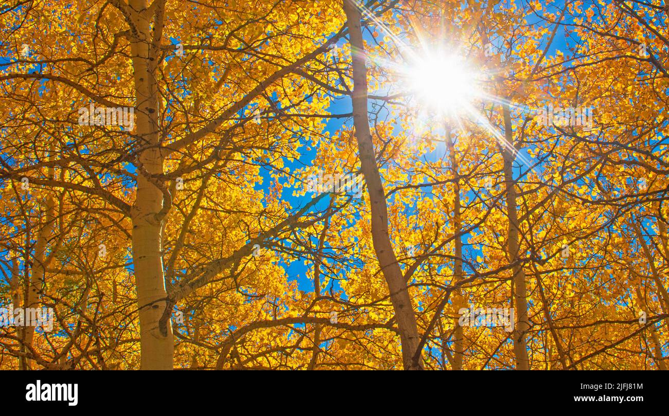 The sun shining through autumn aspen trees in Colorado. Stock Photo
