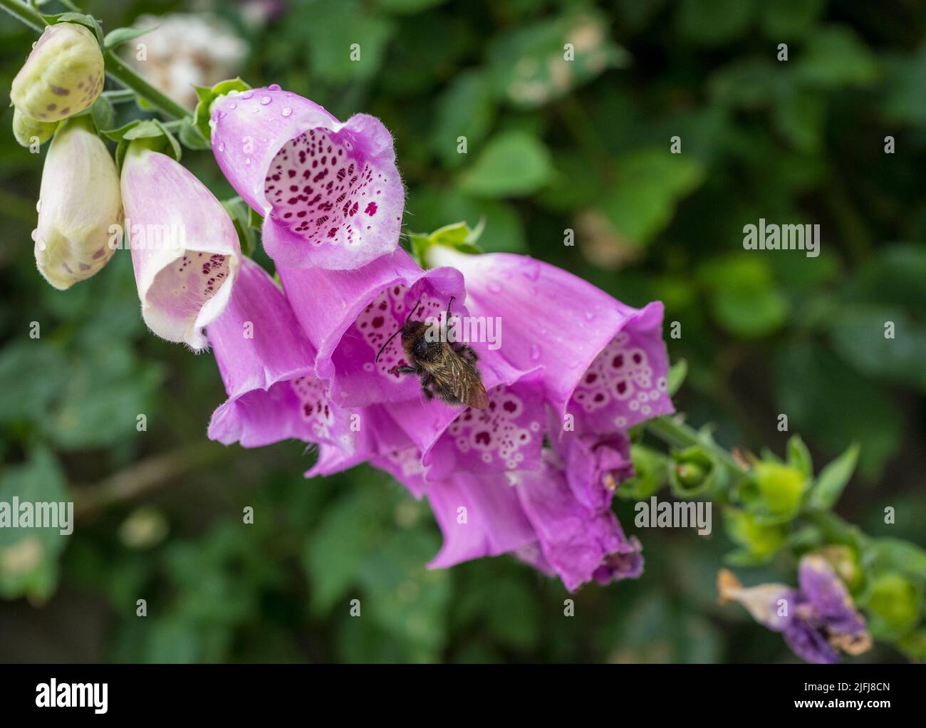 Bumble Bee collecting nectar and pollinating a Foxglove wildflower. Stock Photo