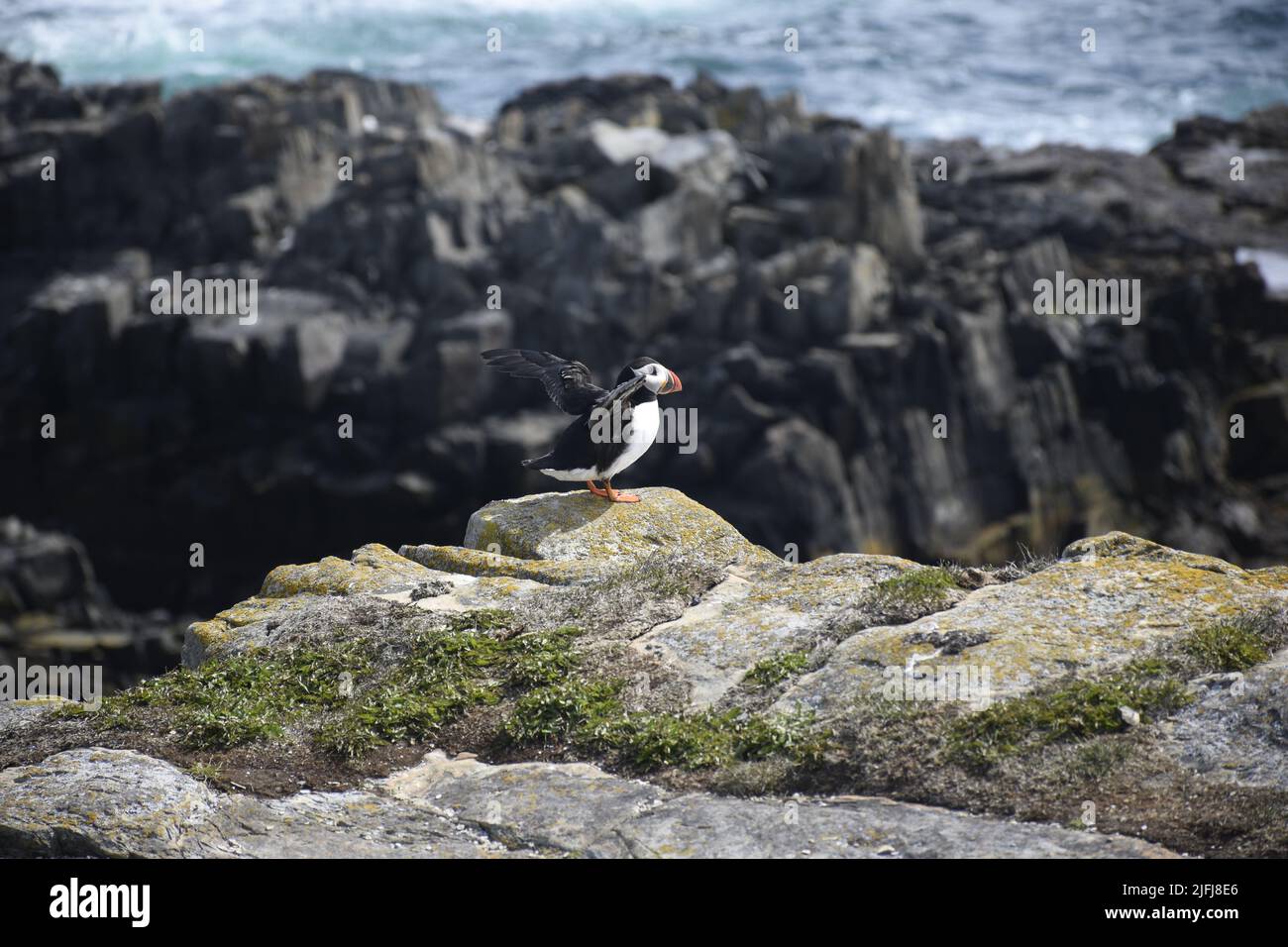 Puffin, Newfoundland, Canada Stock Photo