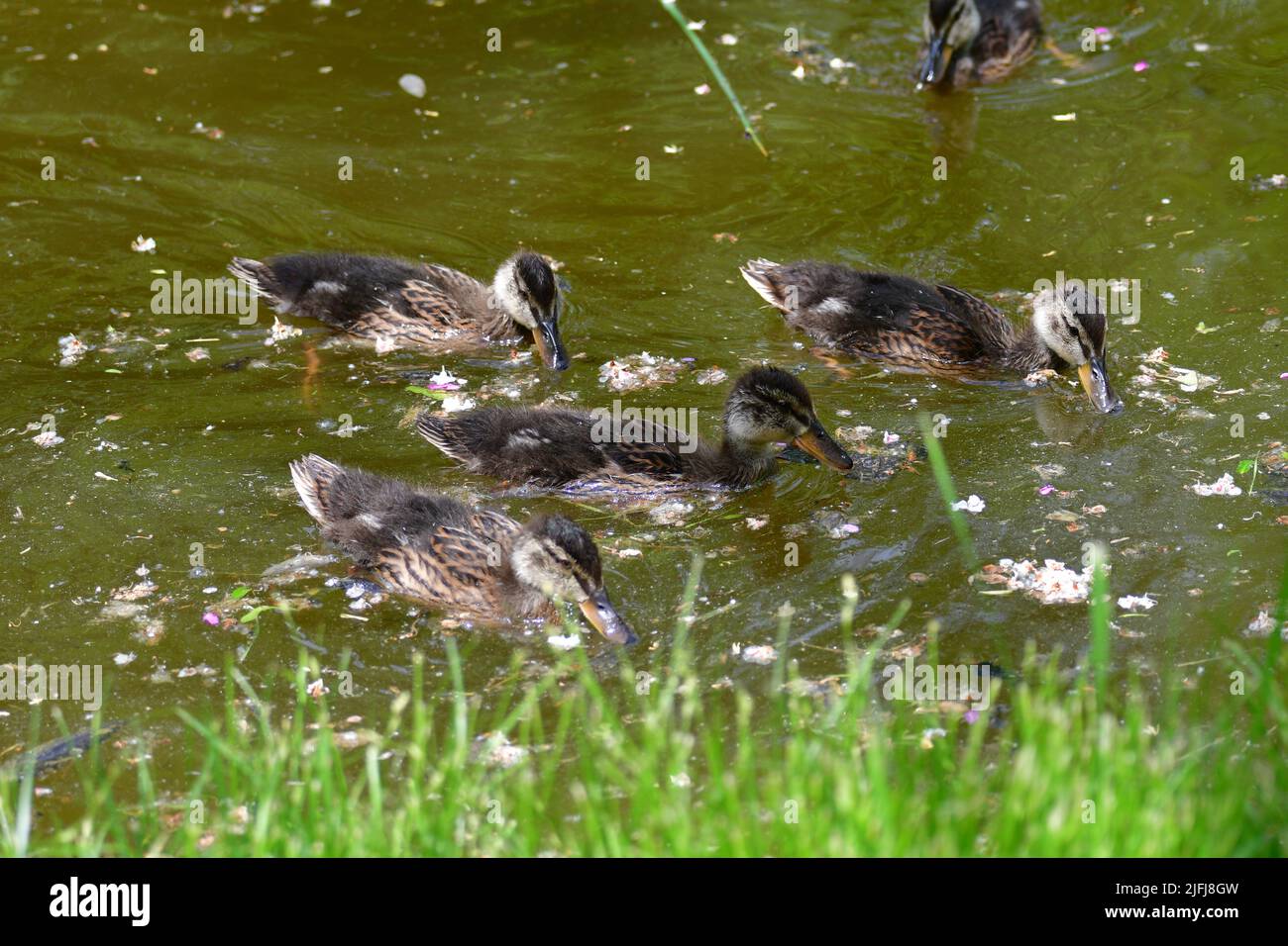 Mallard female with little ducklings swimming in water on the pond. Mallard duck with a brood. Little ducklings with mom duck Stock Photo