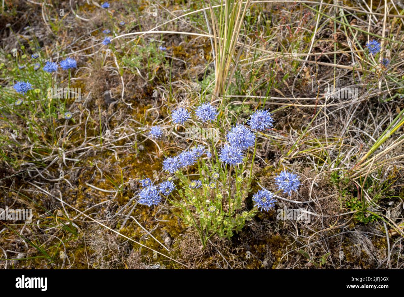 Wildflower Jasione montana, sheeps bit, blue bonnets, blue buttons, blue daisy and iron flower. Stock Photo