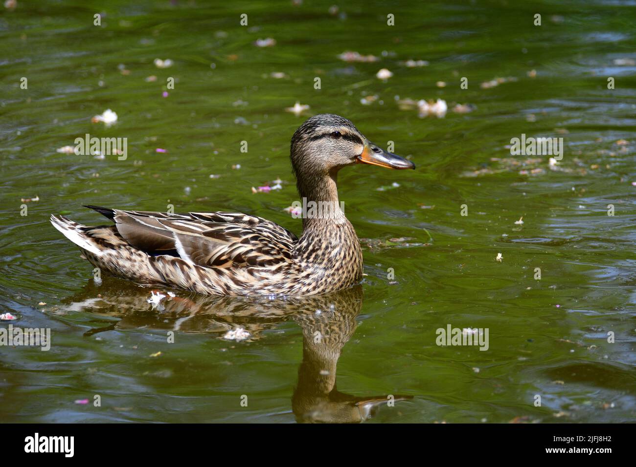 Female Mallard duck swimming in the park ponds. Nature wildlife mallard