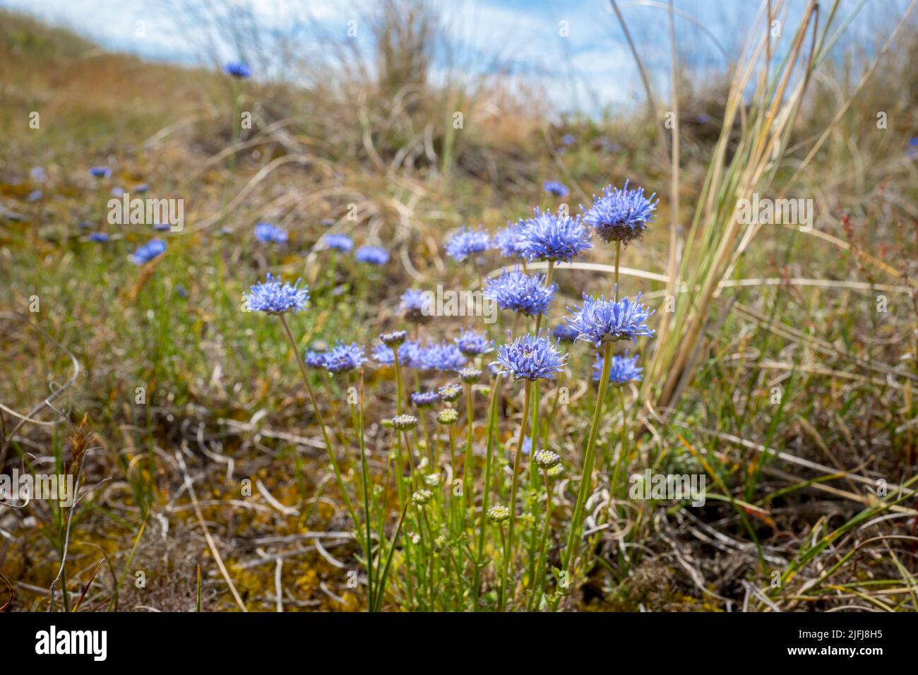 Wildflower Jasione montana, sheeps bit, blue bonnets, blue buttons, blue daisy and iron flower. Stock Photo