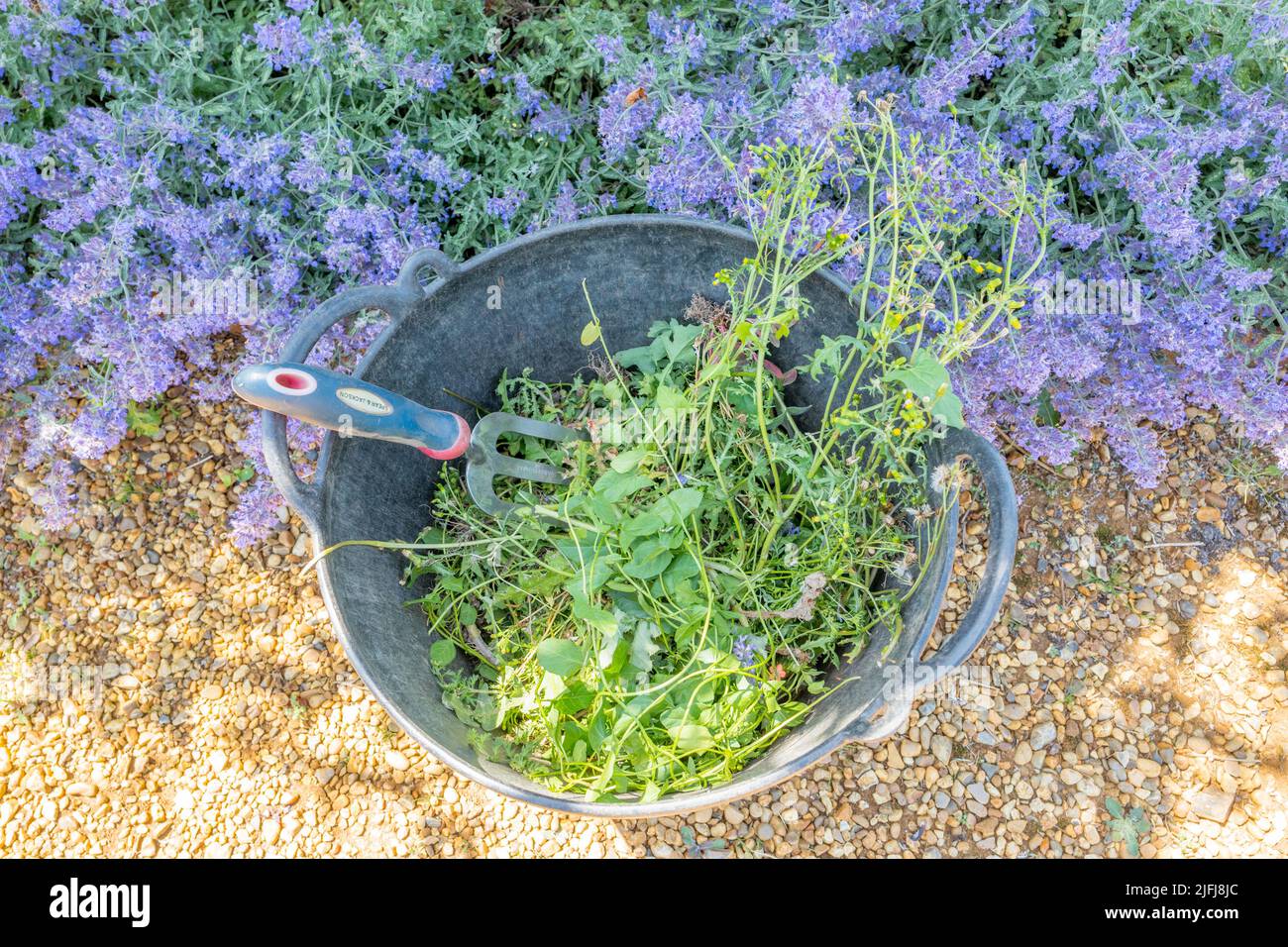 Black plastic bucket with weeds and gardening fork. Stock Photo