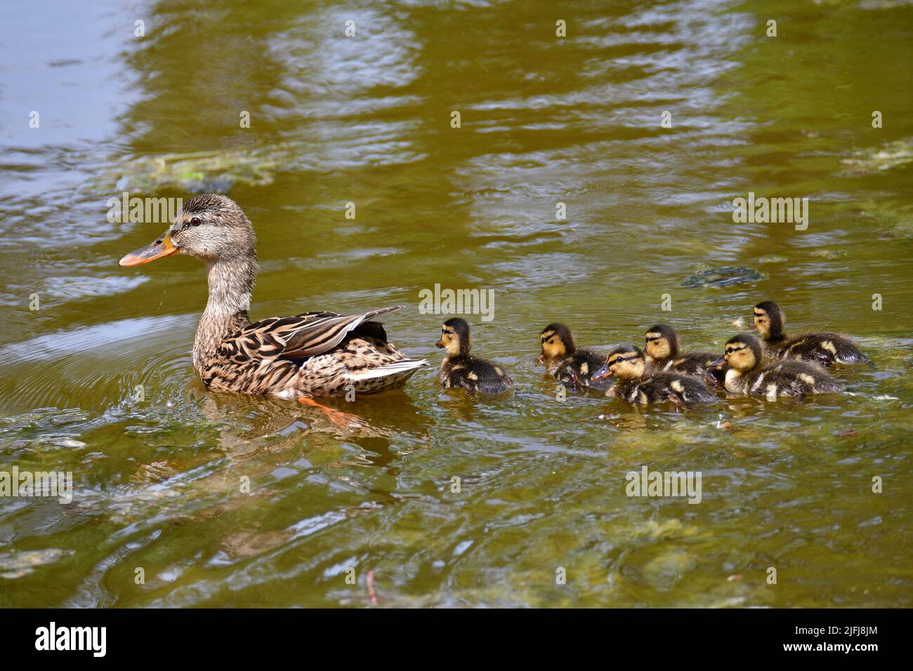 Mallard female with little ducklings swimming in water on the pond. Mallard duck with a brood. Little ducklings with mom duck Stock Photo