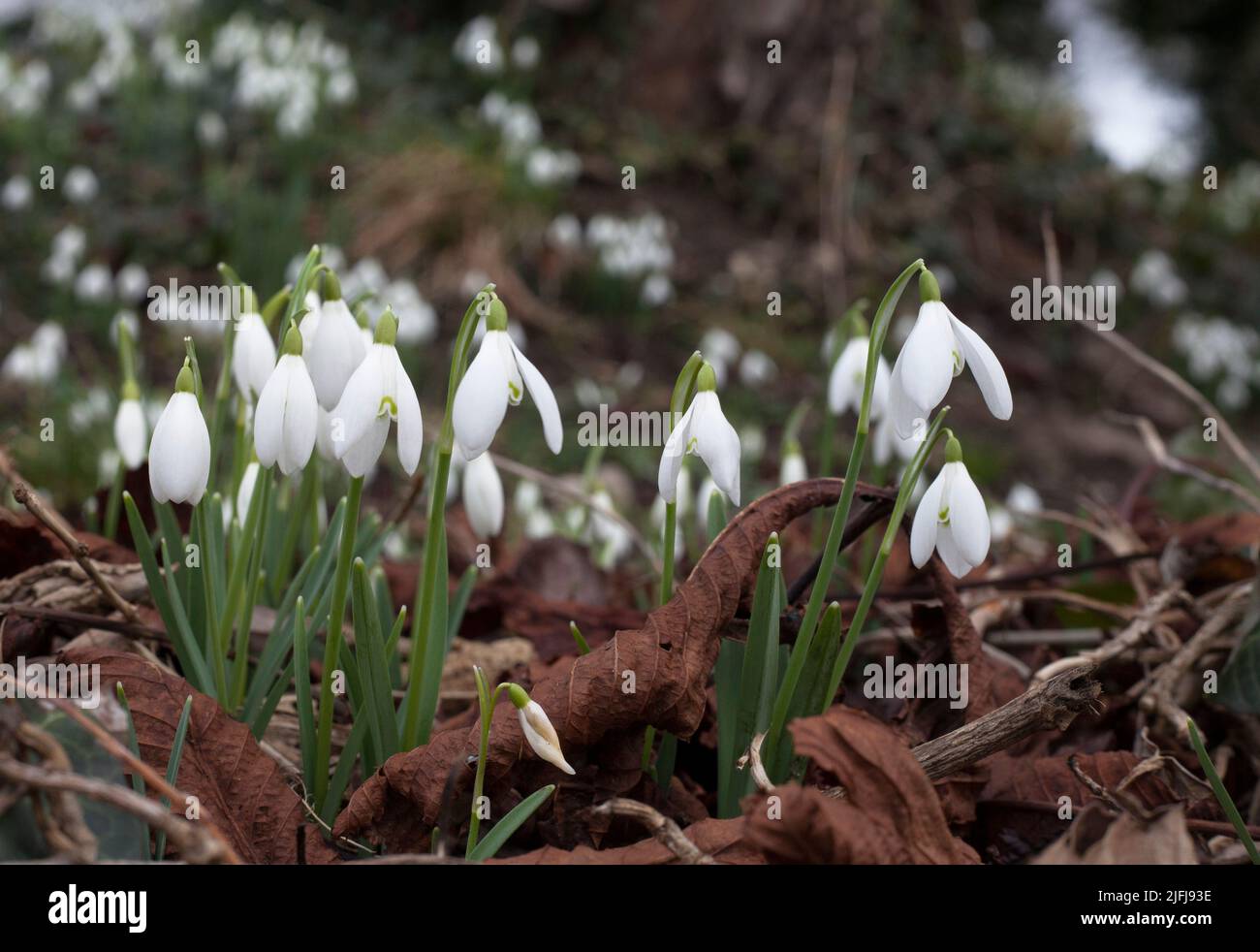 Snowdrops in a country churchyard Settrington North Yorkshire UK Stock Photo