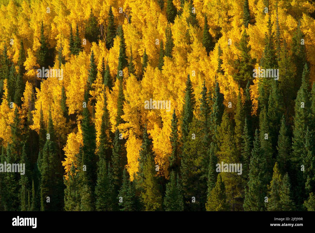Autumn aspen and conifer trees in Colorado Stock Photo