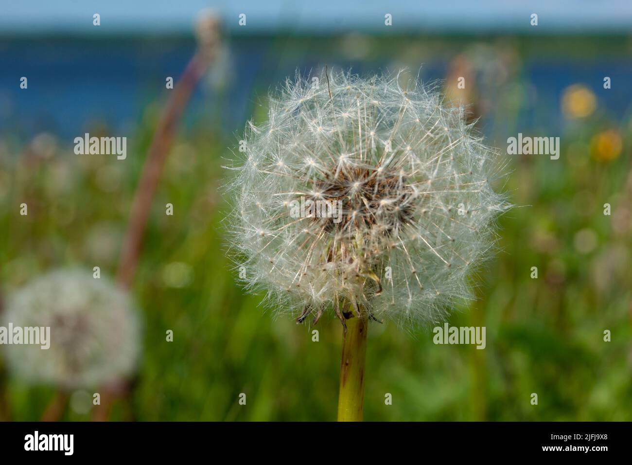 White fluffy balls of dandelion flower on the high bank of the river. The river is visible in the background. Defocus. Cold summer in the north of Russia. Nature of the north, plants, wildflowers - Stock Image