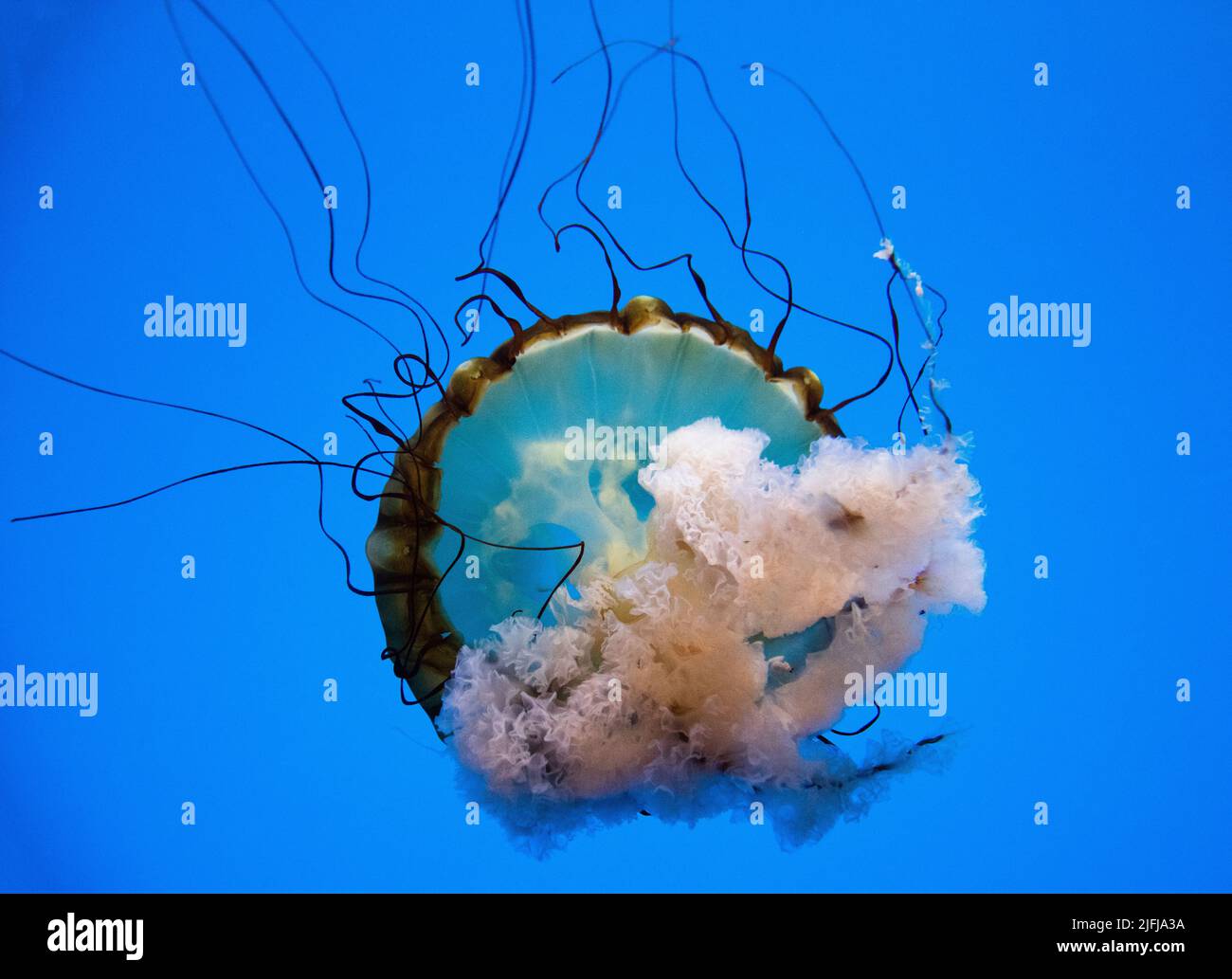 Pacific Sea Nettle (Chrysaora Fuscescens) floating at the Baltimore