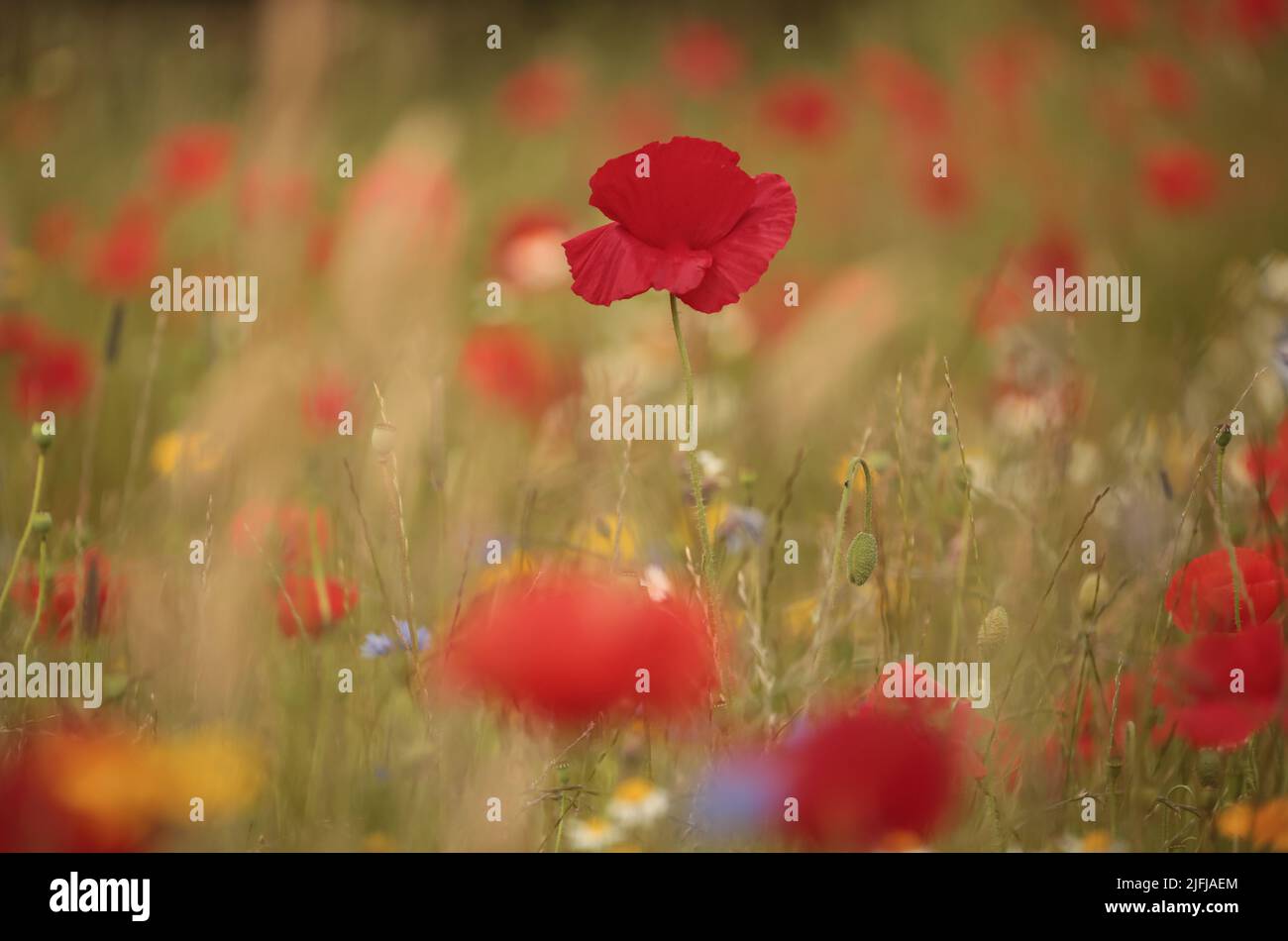 Poppys and meadow flowers Stock Photo - Alamy