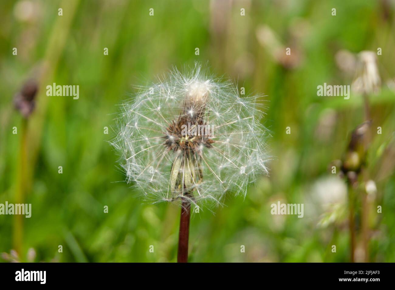 White fluffy balls of dandelion flower on the high bank of the river. The river is visible in the background. Defocus. Cold summer in the north of Russia. Nature of the north, plants, wildflowers - Stock Image