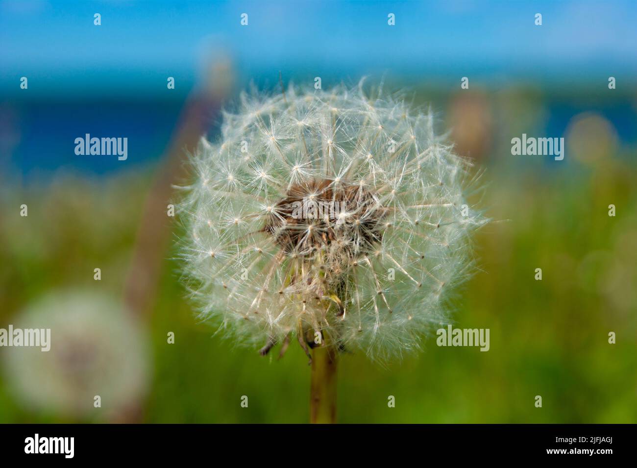 White fluffy balls of dandelion flower on the high bank of the river. The river is visible in the background. Defocus. Cold summer in the north of Russia. Nature of the north, plants, wildflowers - Stock Image