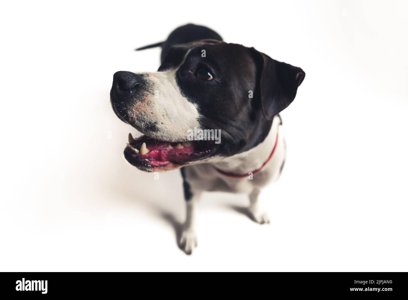 closeup black and white American Staffordshire Terrier standing in studio white background copy space . High quality photo Stock Photo