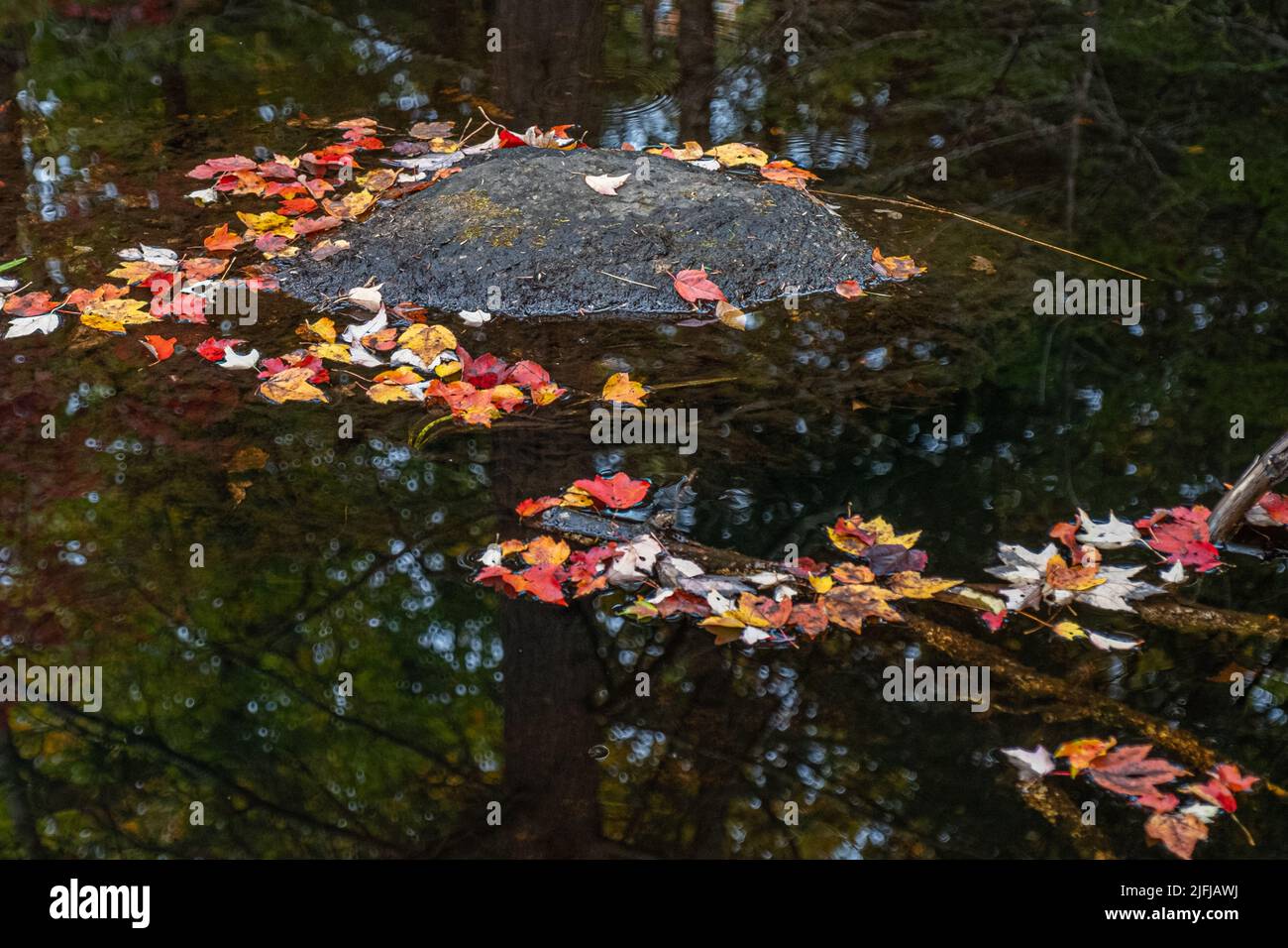 Colorful fall leaves floating on the water Stock Photo