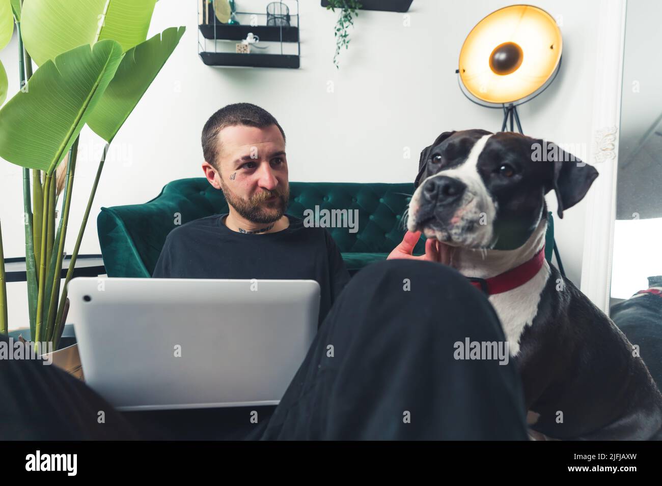 black and white amstaff dog waits when his owner finishes work home background medium full shot remote job concept . High quality photo Stock Photo
