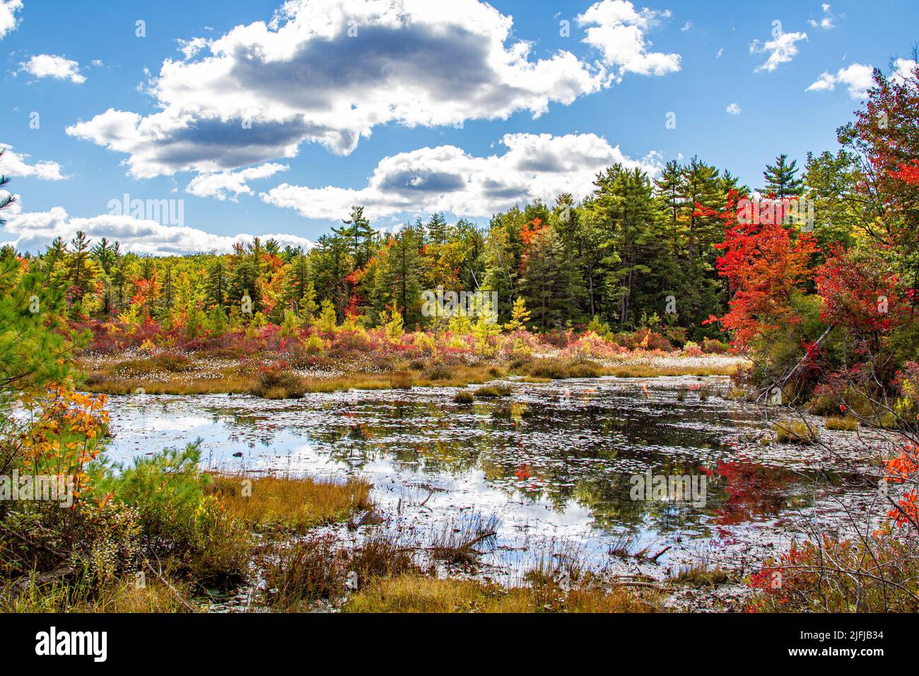 A wetland marsh on a fall day in Hubbardston, Massachusetts Stock Photo
