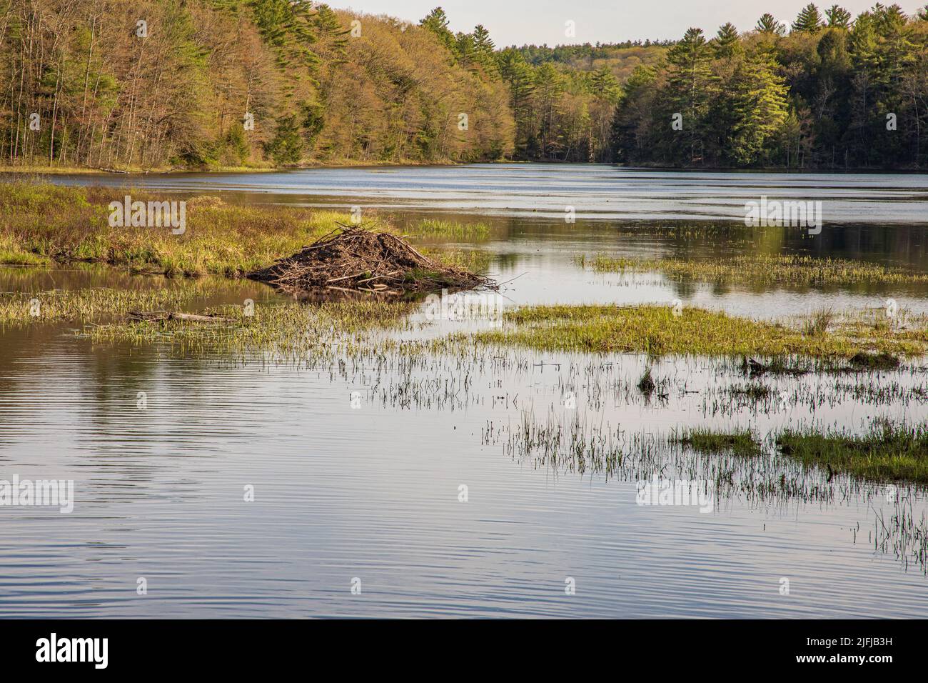 A beaver lodge on Stone Bridge Pond in Templeton, Massachusetts Stock Photo