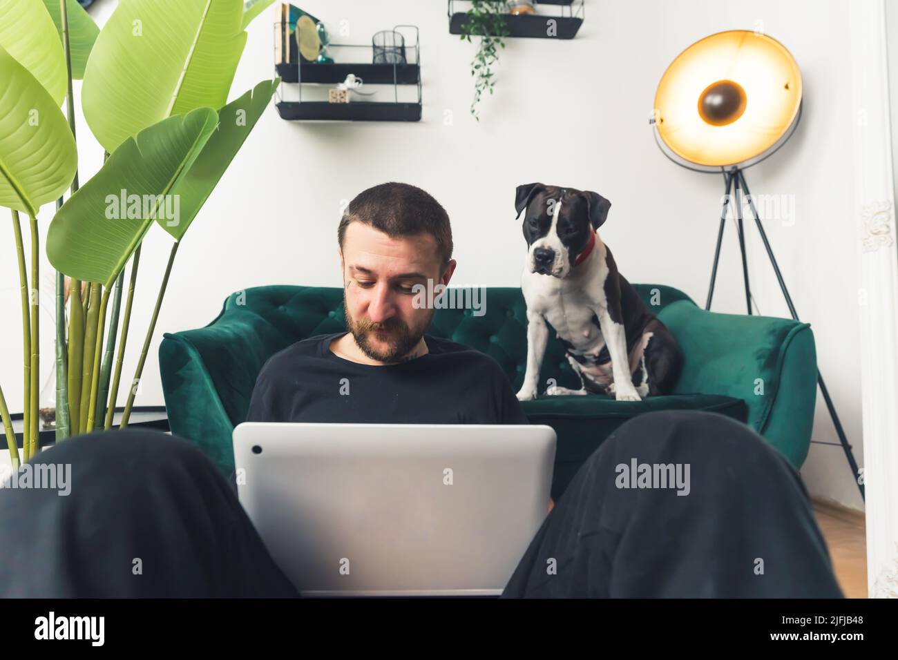 black and white amstaff dog observes his owner working on laptop home background medium full shot remote job concept . High quality photo Stock Photo