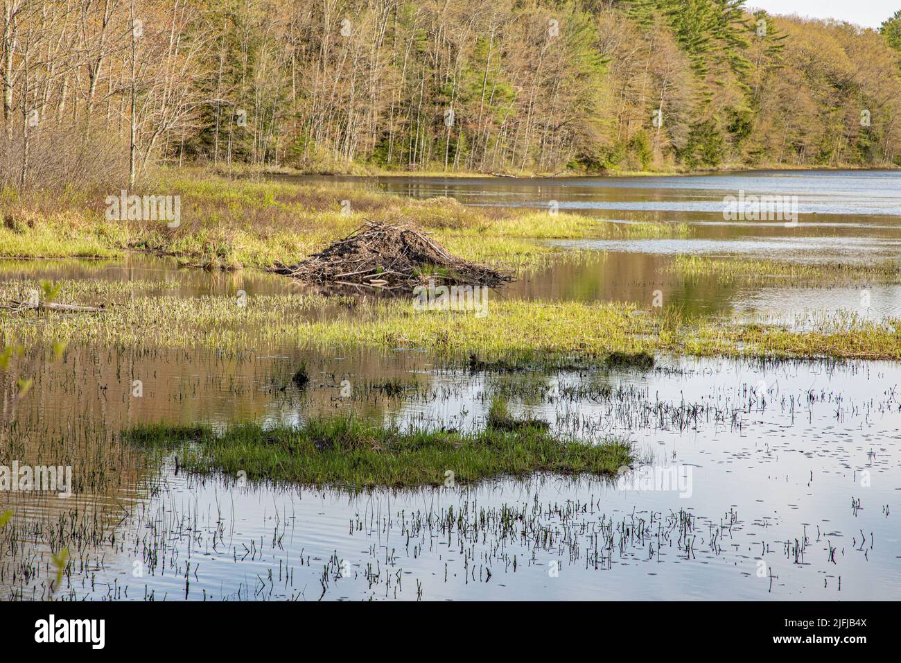 A beaver lodge on Stone Bridge Pond in Templeton, Massachusetts Stock Photo