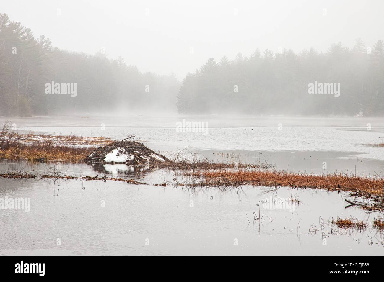 A beaver lodge on Stone Bridge Pond in Templeton, Massachusetts Stock Photo