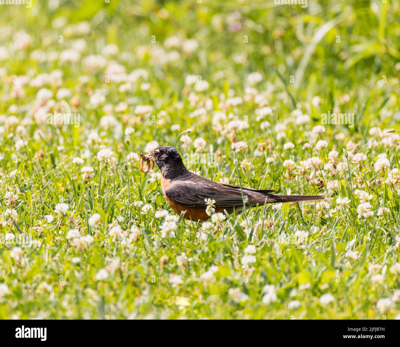 Bird Eating Worm Stock Photo - Alamy