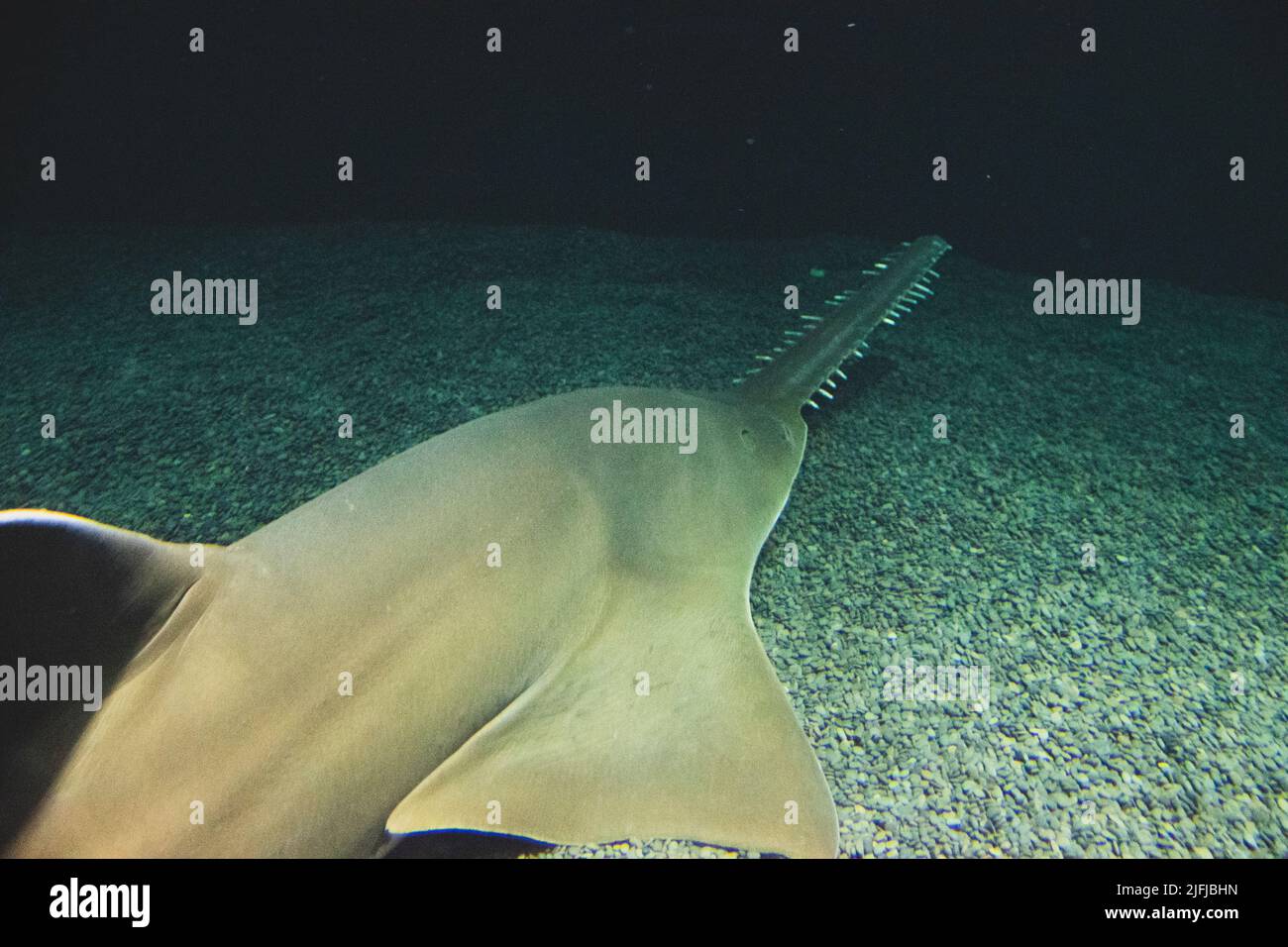 Sawshark hires stock photography and images Alamy