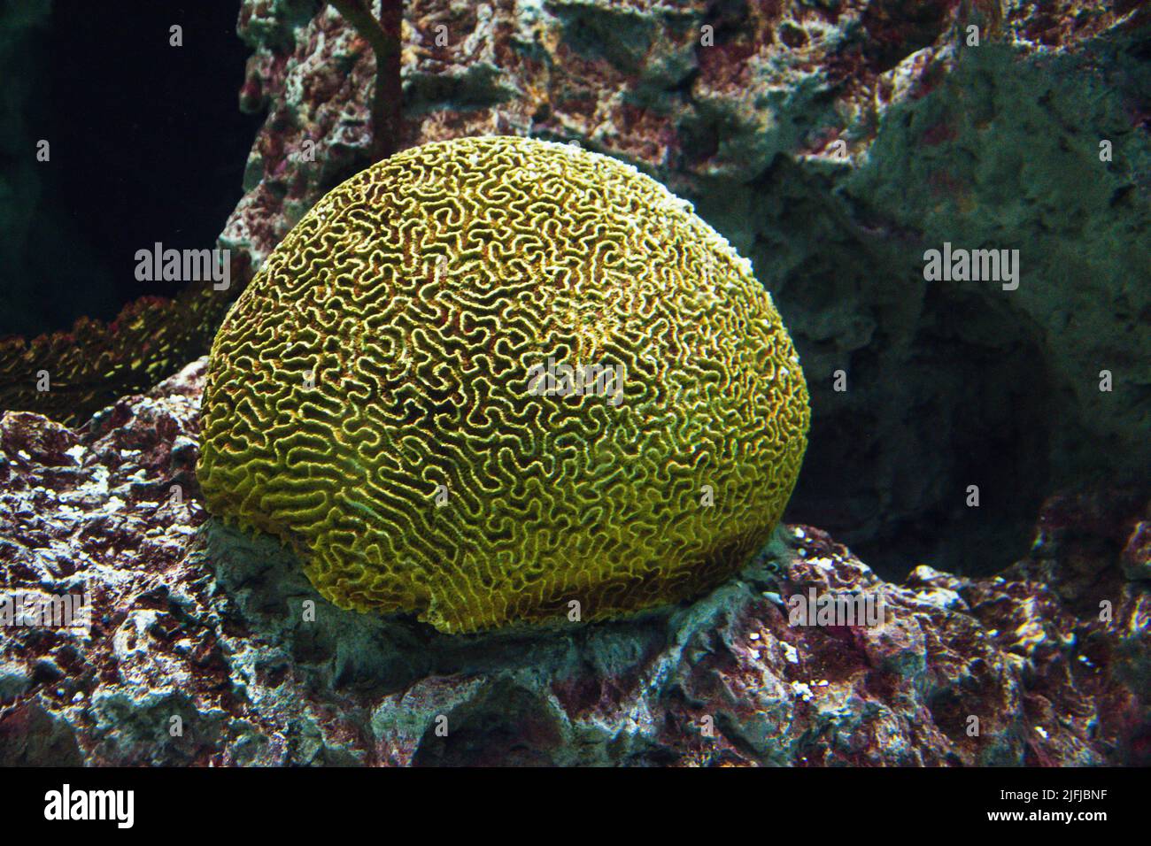 A yellow Brain coral with a red and white stone behind it. Stock Photo