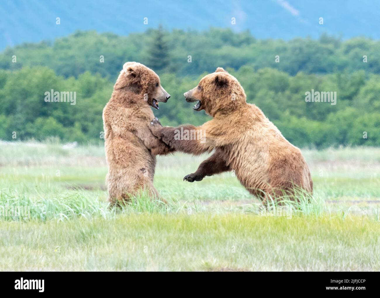 Alaska Coastal Brown Bear (Ursus arctos) Hallo Bay Katmai National Park, Alaska, USA Stock Photo