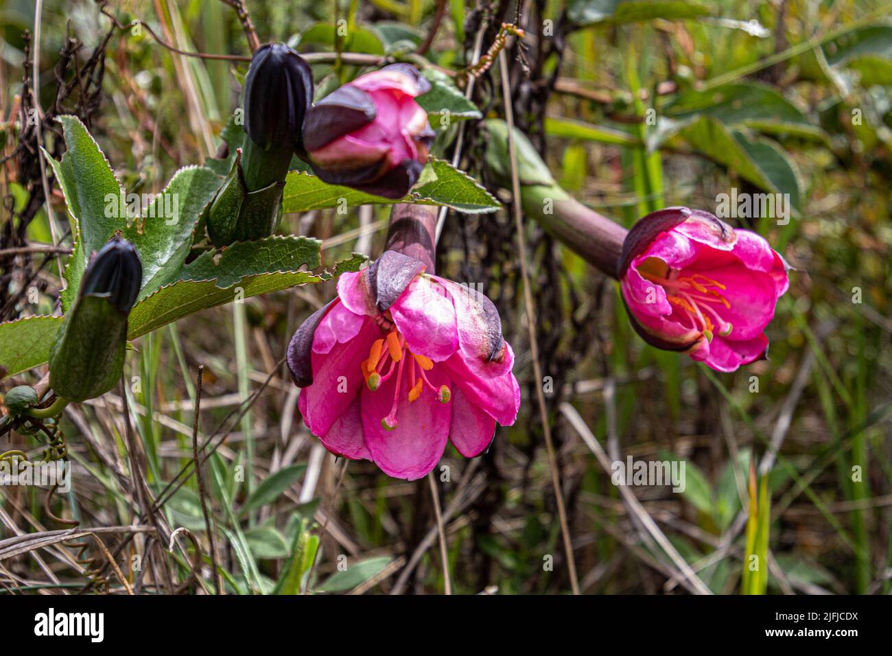 Taxo Silvestre (Tacso), Passiflora mixta. Found in wild nature in ecuadorian Andes, Azuay province Stock Photo