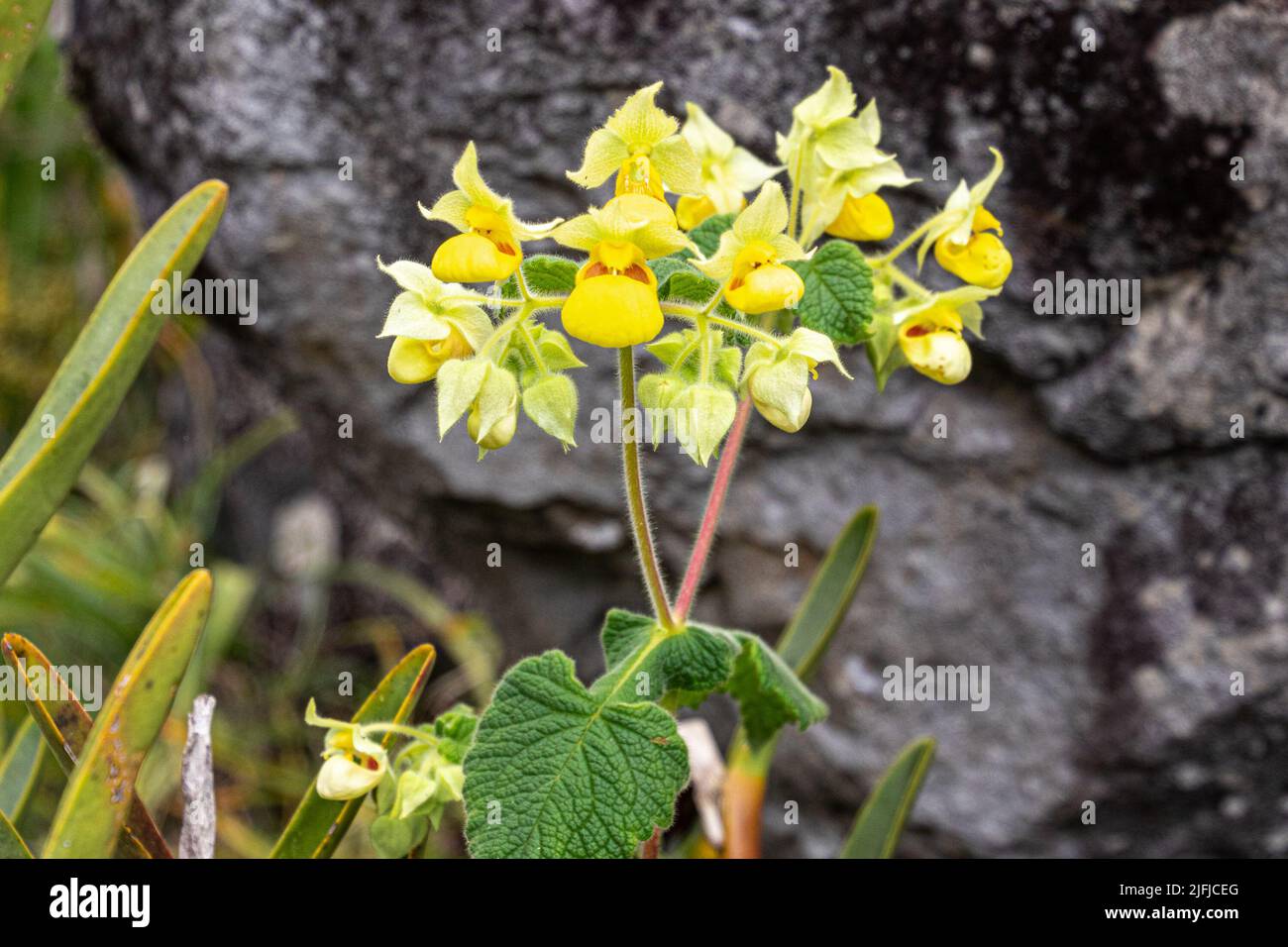 The Yellow Slipperwort, Calceolaria is common in the lower paramos in ecuadorian Andes. Stock Photo