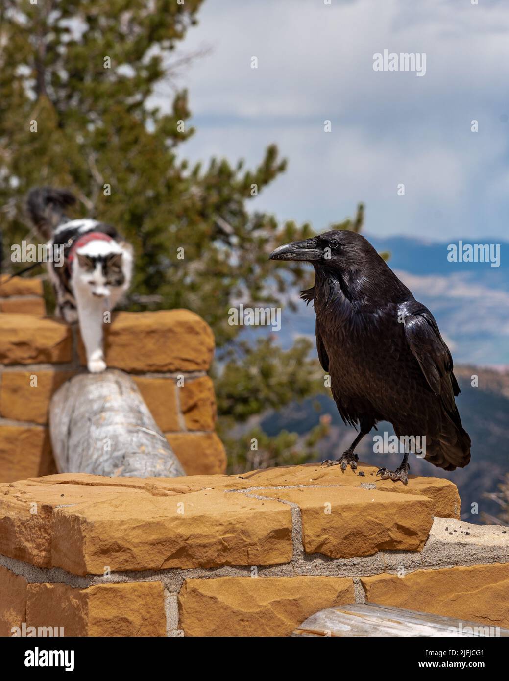 Pet cat walking towards a large raven in Bryce Canyon National Park, Utah. Travelling, curious, fearless cat. Stock Photo