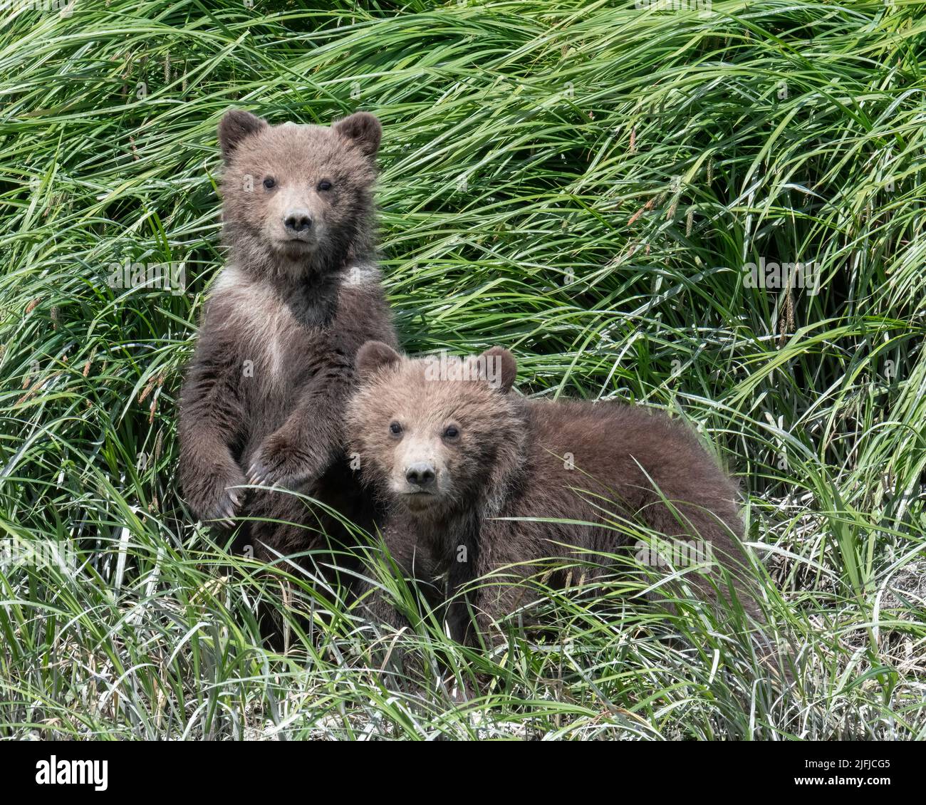 Alaska Coastal Brown Bear (Ursus arctos) Hallo Bay Katmai National Park, Alaska, USA Stock Photo