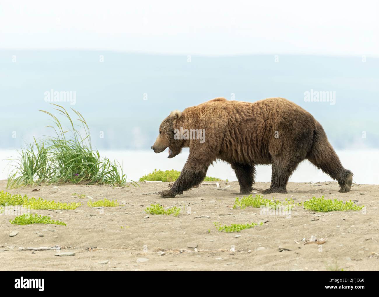 Alaska Coastal Brown Bear (Ursus arctos) Mudflats McNeil Preserve, Alaska, USA Stock Photo