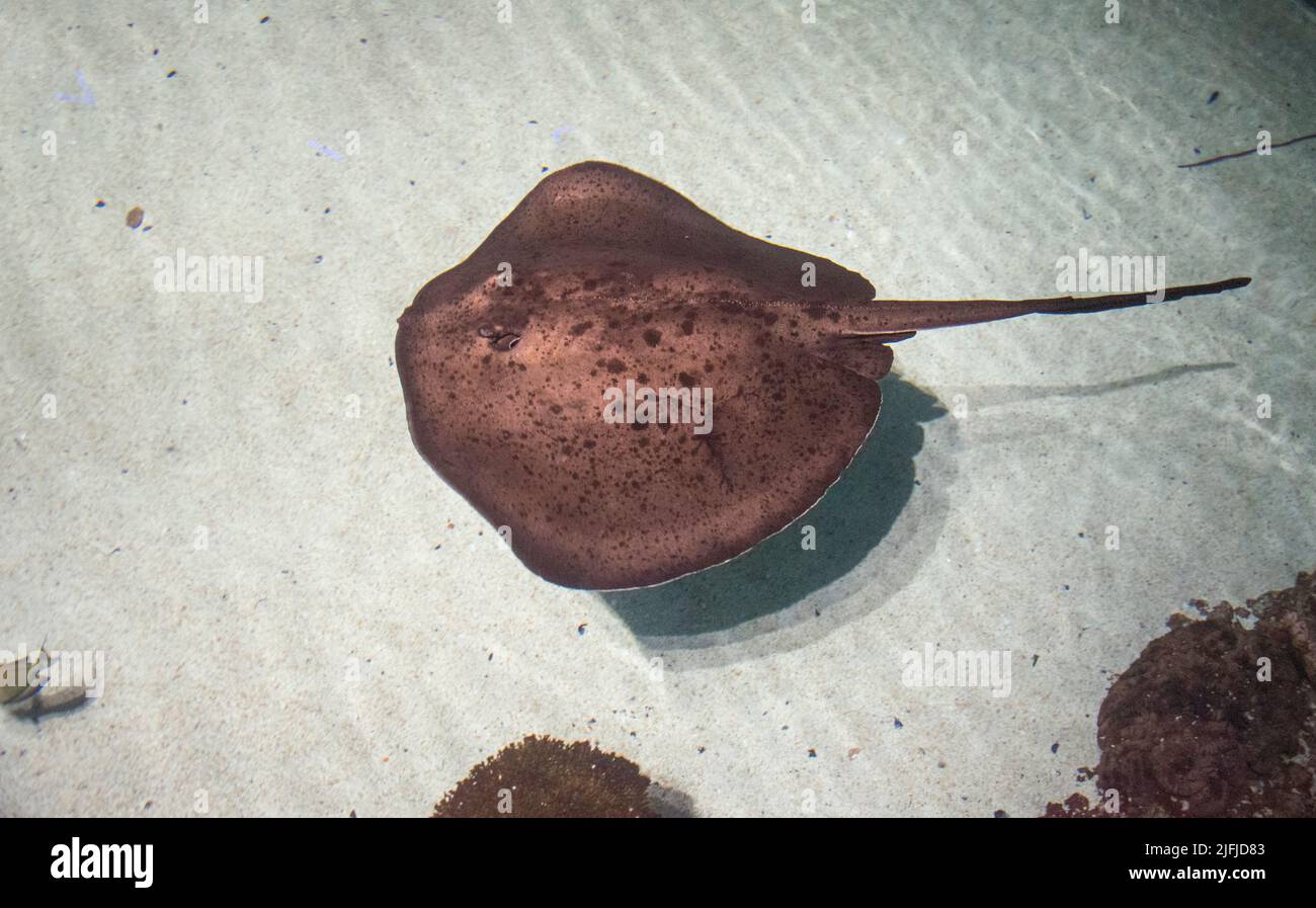 Looking down at stingray swimming on a sandy bottom large aquarium, with a crowd of people looking at the ray. Stock Photo