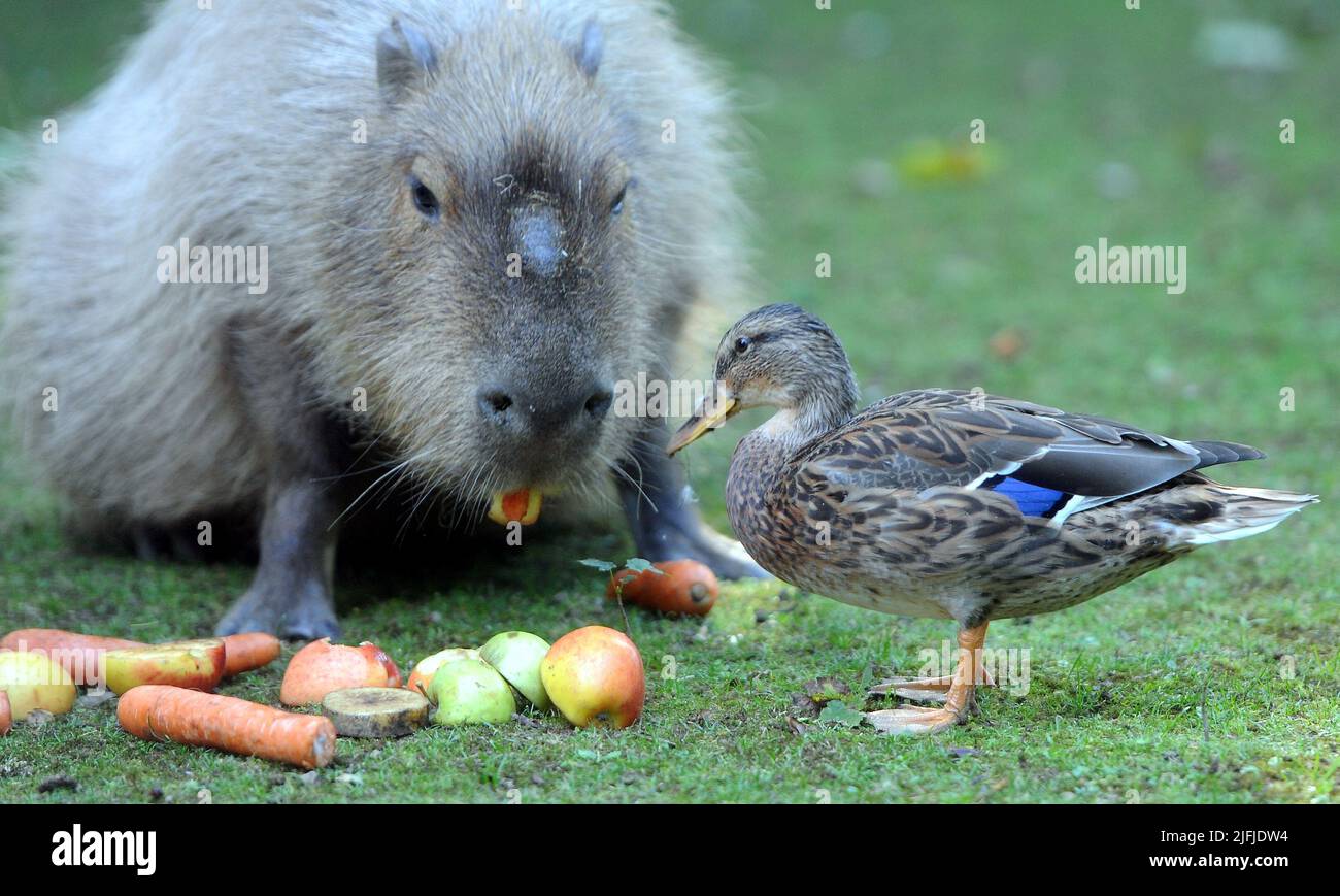 A wild Duck goes ‘quackers’ for company after befriending Capybaras ...