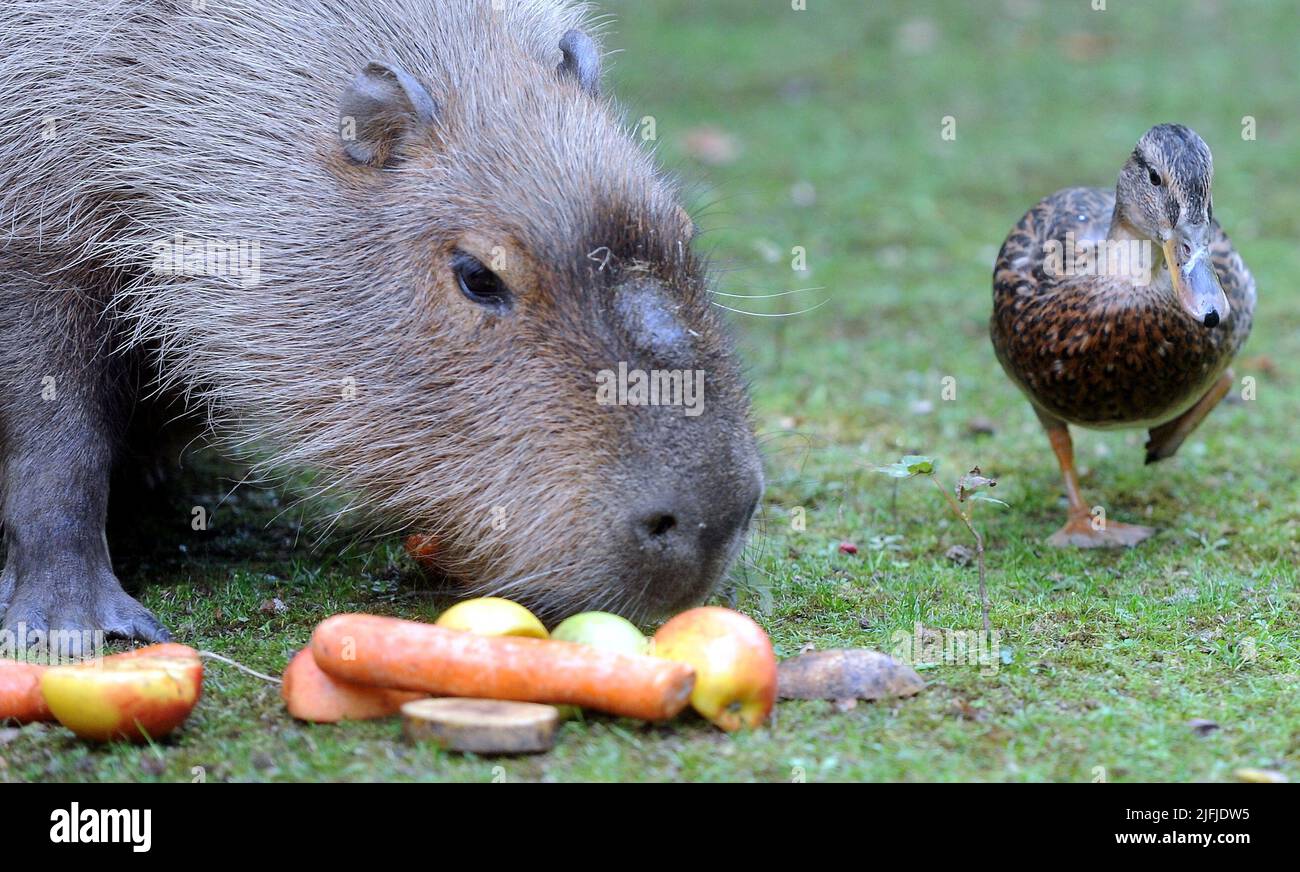 A wild Duck goes ‘quackers’ for company after befriending Capybaras ...
