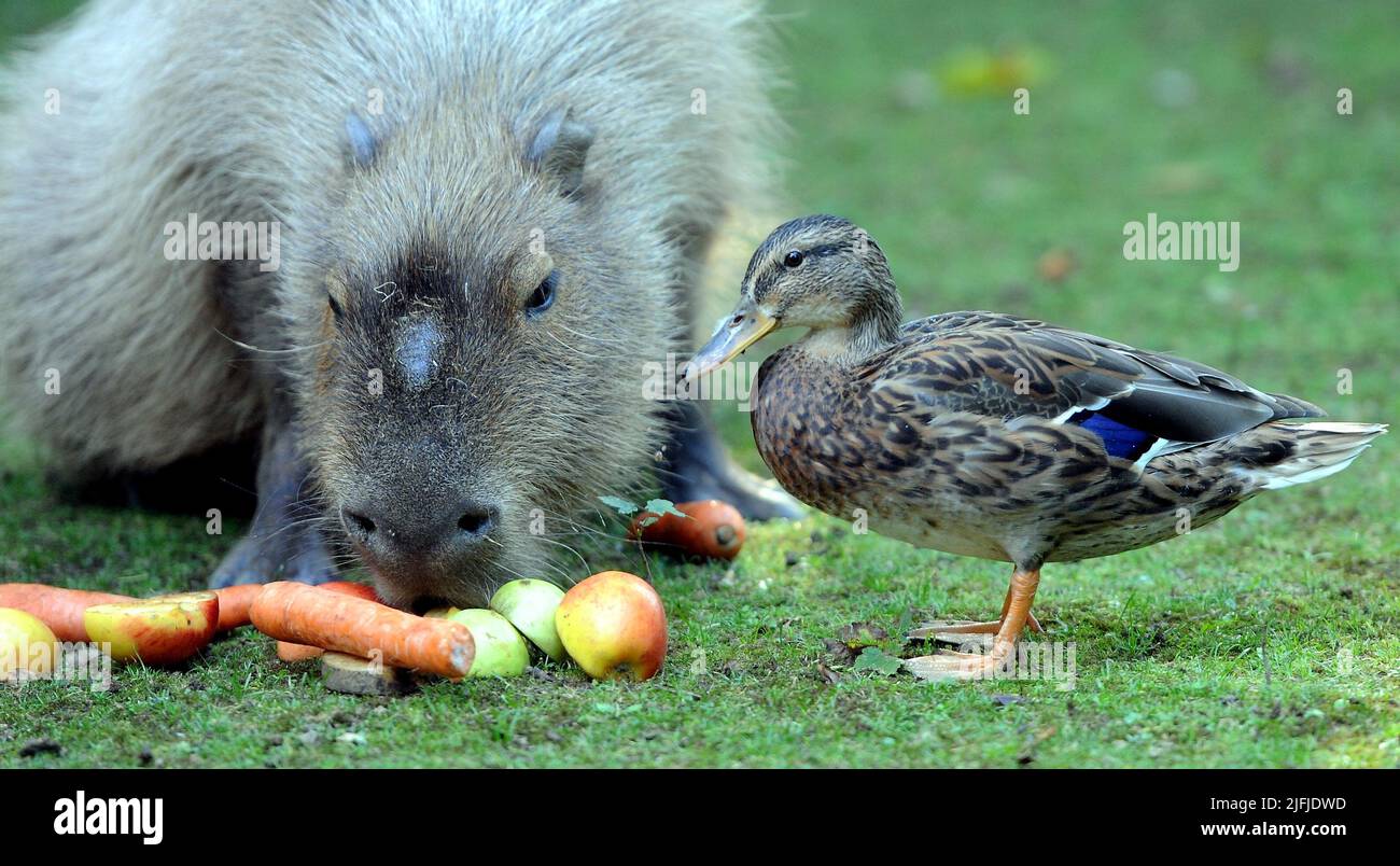 A wild Duck goes ‘quackers’ for company after befriending Capybaras ...