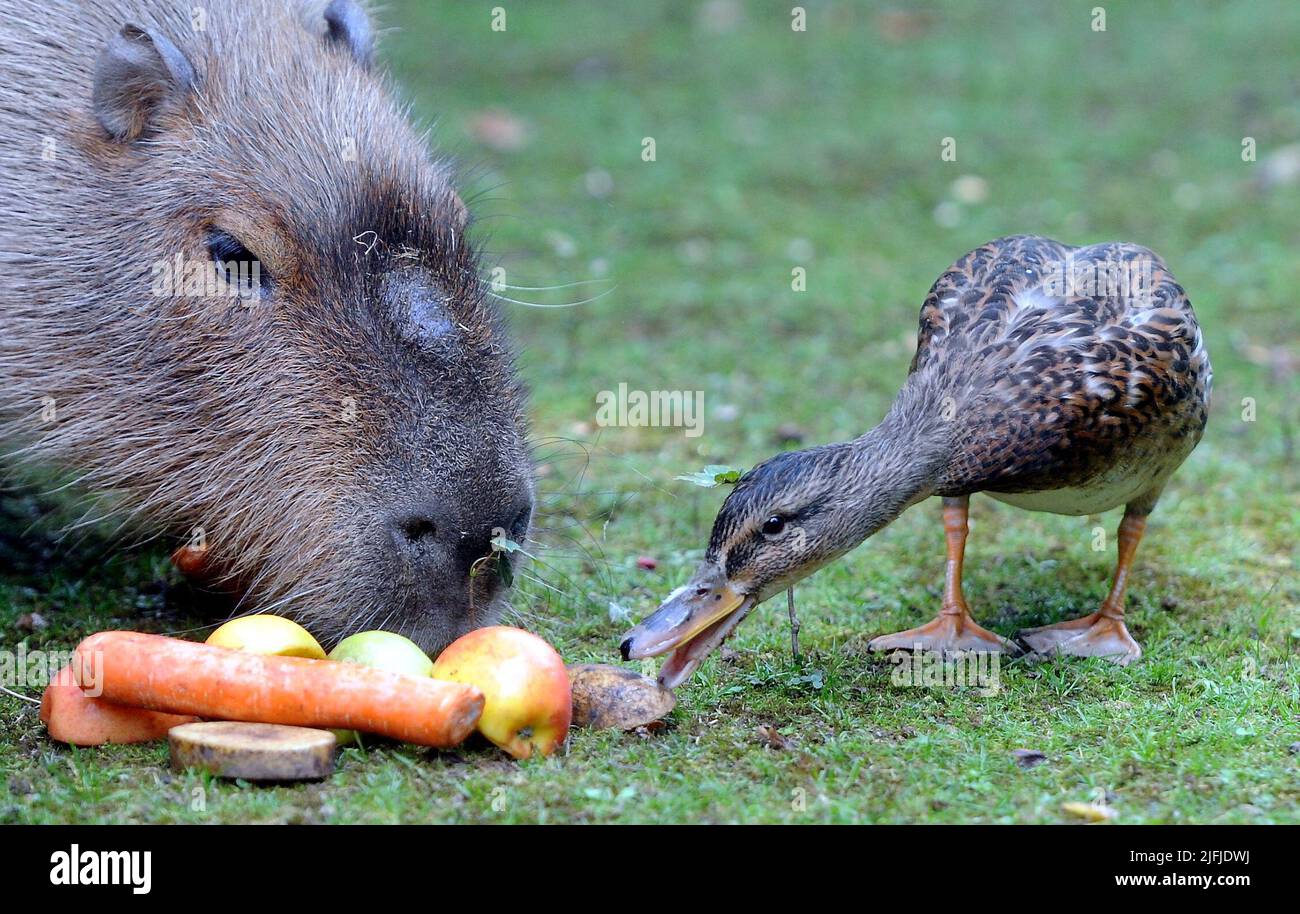 A wild Duck goes ‘quackers’ for company after befriending Capybaras ...