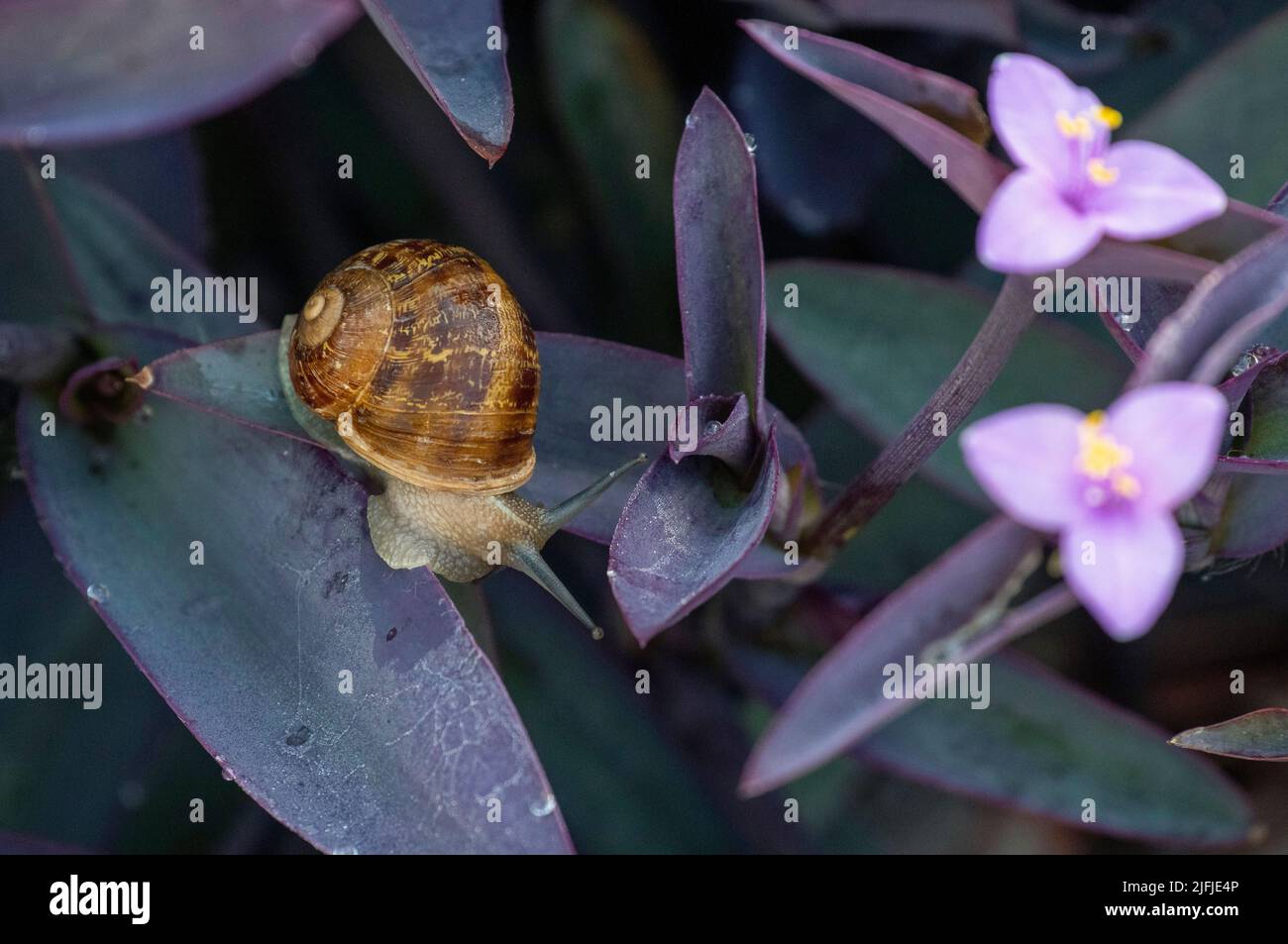 A Brown Garden Snail (Cornu aspersum) on a leaf at a garden in Sydney ...