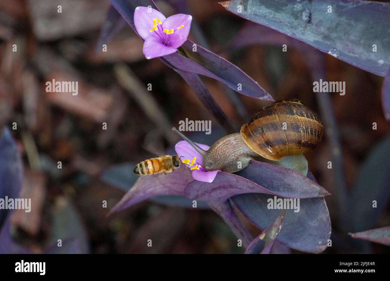A Brown Garden snail (Cornu aspersum) and a Honeybee on a flower at a ...