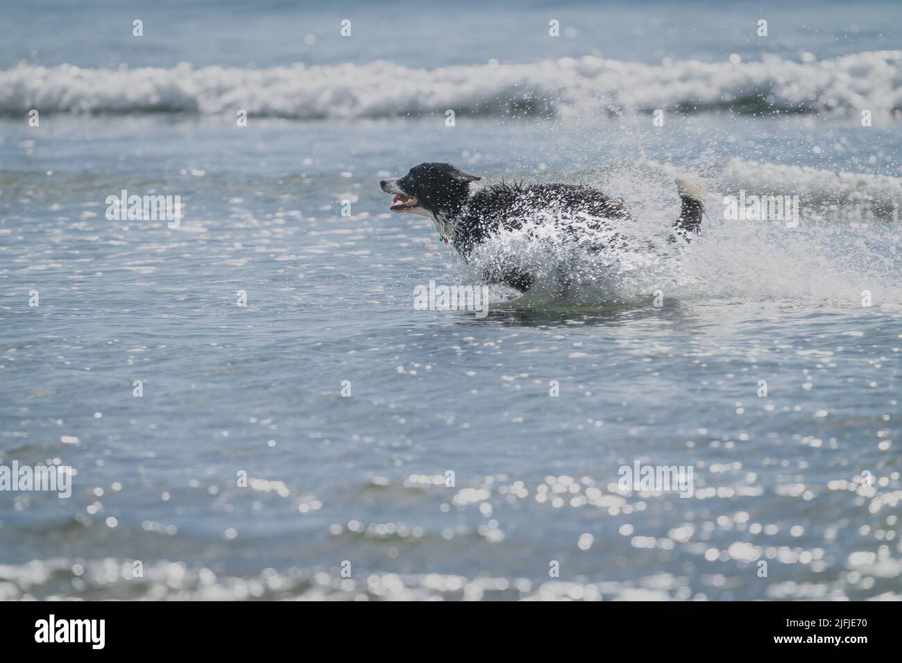 Black and white long haired dog frolicking and playing in surf at Mount