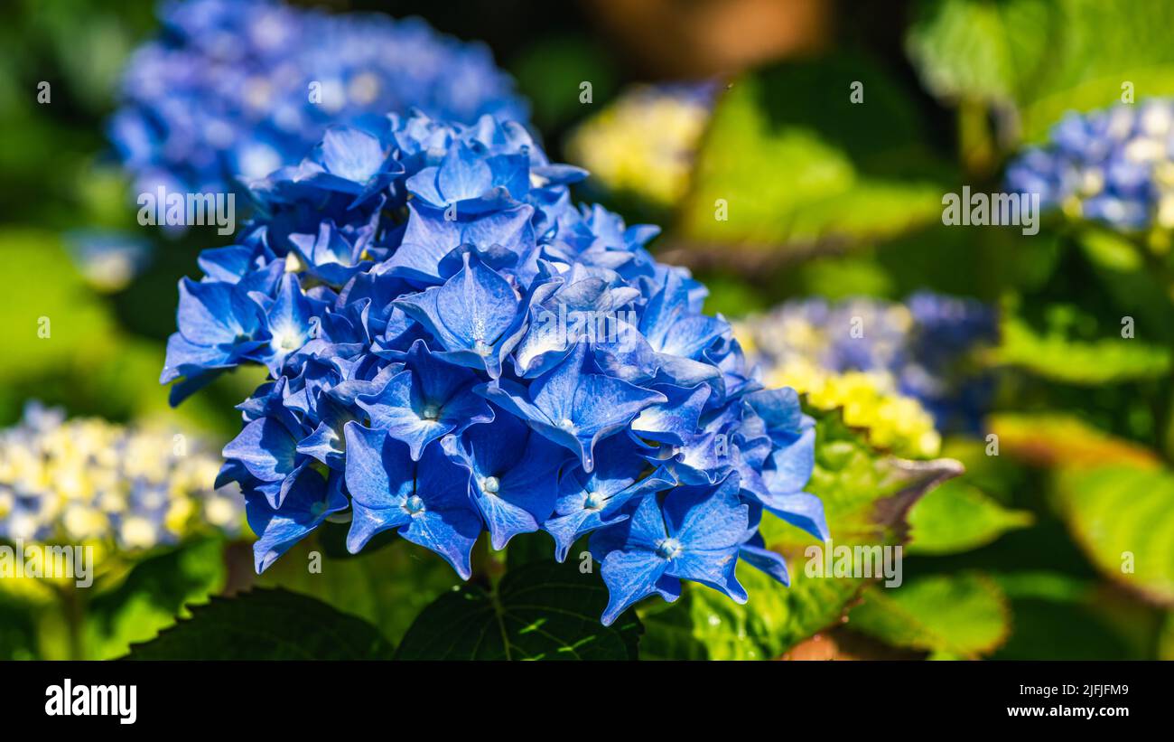 Blue Hydrangea, Hortensia garden flowers Stock Photo